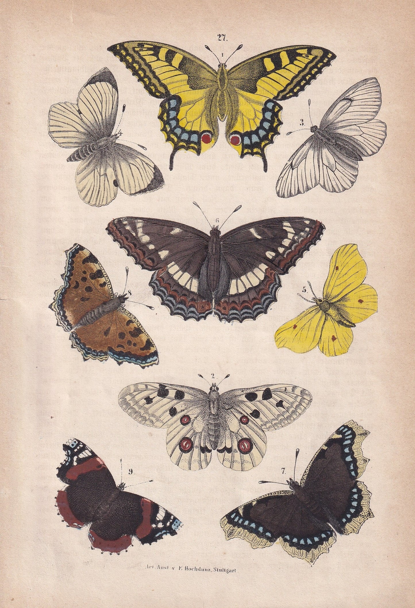1871 BUTTERFLY PRINT - Antique Butterfly Print - Butterfly Wall Art - 5.6 x 8.3 Inches