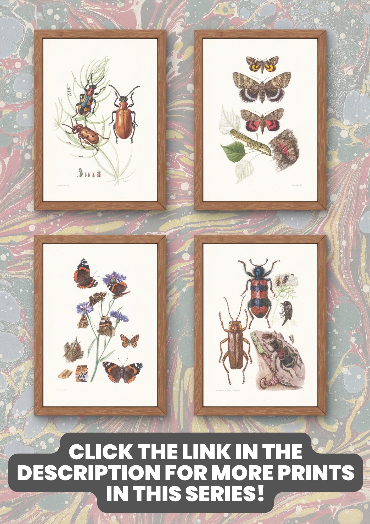 1960 LACKEY MOTH Print - Vintage Insect - Butterfly Wall Art - Vintage Entomology Print - 7.5 x 10.6 Inches