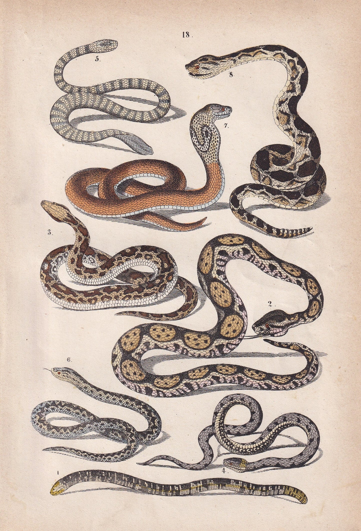 1871 SNAKES: PYTHON, COBRA, Boa Constrictor, European Viper, Rattlesnake Print - Antique Animal Print - Animal Wall Art - 5.6 x 8.3 Inches