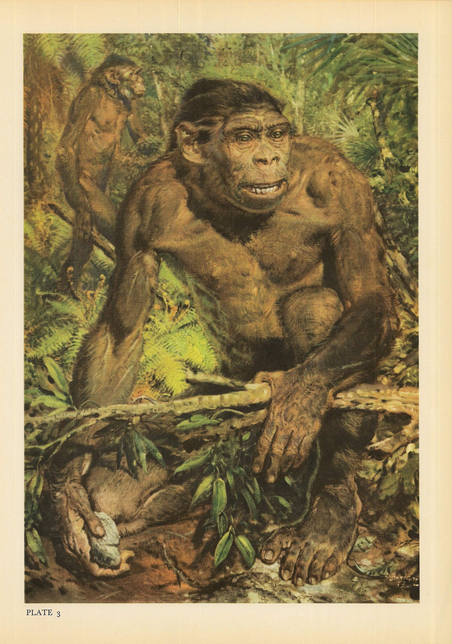 1960 HOMO ERECTUS Print - Prehistoric Man Print - Paleoart - Human Evolution Print - Neanderthal Art - 9.75 x 13.5 Inches
