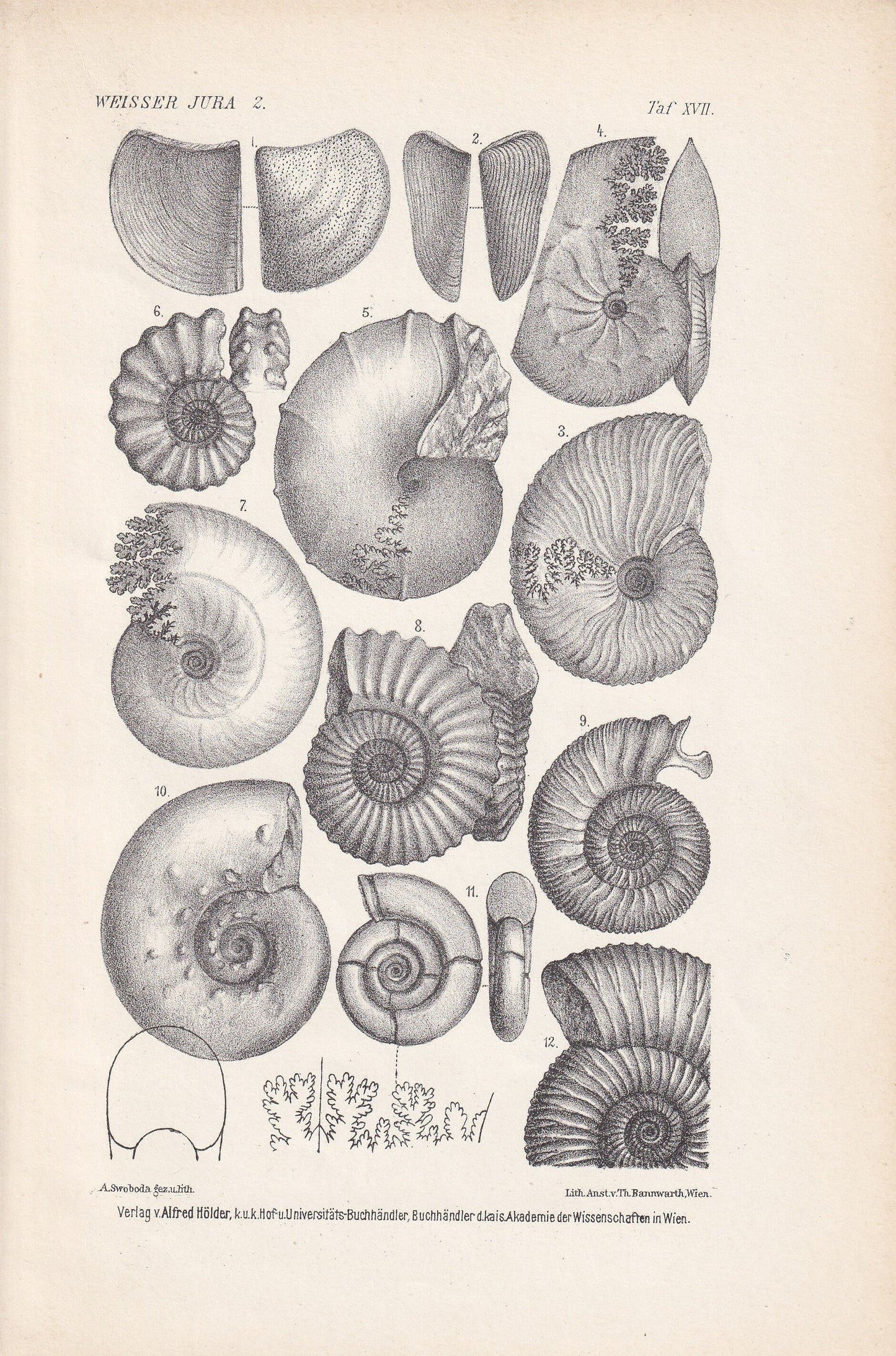 1900 AMMONITE FOSSILS Print - Antique Fossil Print - Jurassic Period Fossils - Fossil Wall Art - Dinosaur Wall Art - 6.4 x 9.5 Inches