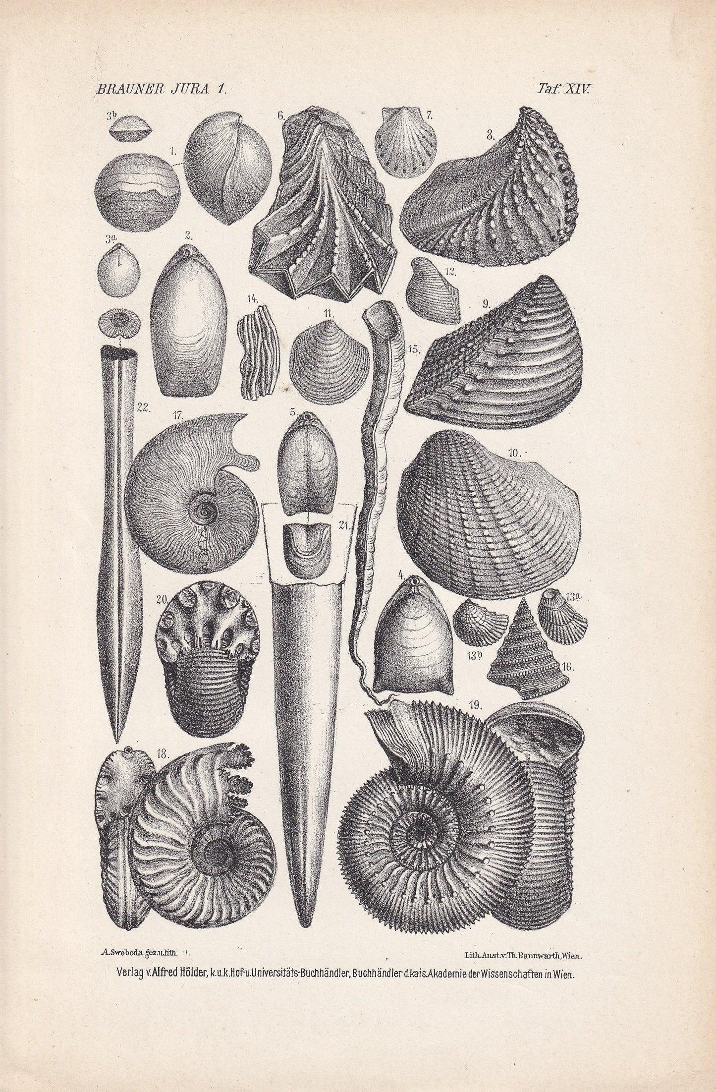 1900 AMMONITES & FOSSIL SHELLS Print - Antique Fossil Print - Jurassic Period Print - Fossil Wall Art - Dinosaur Wall Art - 6.4 x 9.5 Inches