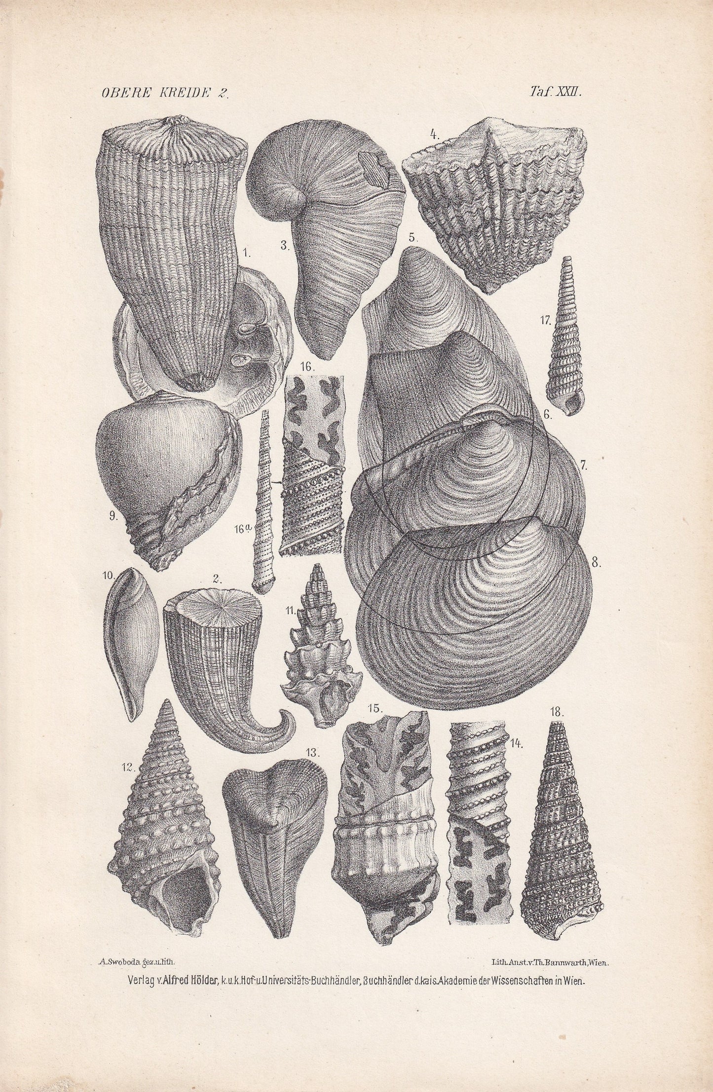 1900 CRETACEOUS PERIOD FOSSILS Print - Antique Fossil Print - Fossil Shells Print - Fossil Wall Art - Dinosaur Wall Art - 6.4 x 9.5 Inches