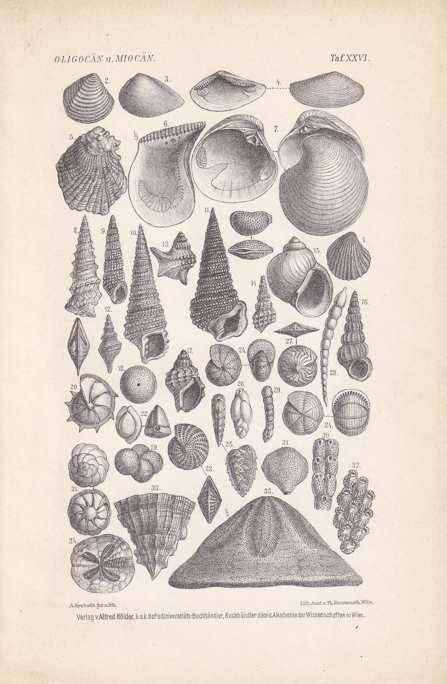 1900 EOCENE EPOCH FOSSILS Print - Antique Fossil Print - Fossil Shells Print - Fossil Wall Art - Dinosaur Wall Art - 6.4 x 9.5 Inches