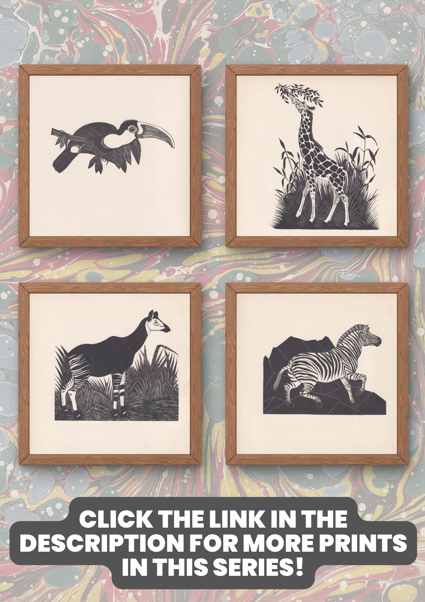 1929 CASSOWARY Print Wood Engraving - Cassowary Wall Art - Animal Wood Engraving - Antique Animal Print - 95 Years Old - 7.25 x 8 Inches