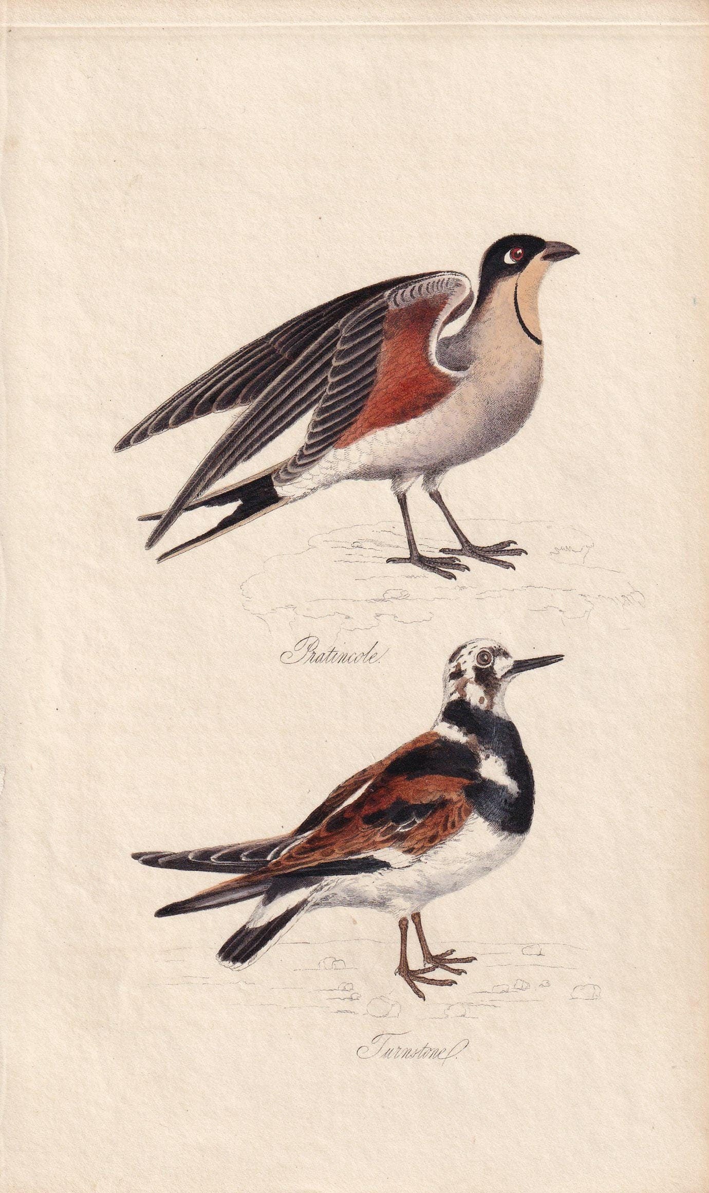 1834 PRATINCOLE & TURNSTONE Bird Print - Hand-Coloured Engraving - Bird Wall Art - Bird Decor - Antique Bird Print - 4.5 x 7.