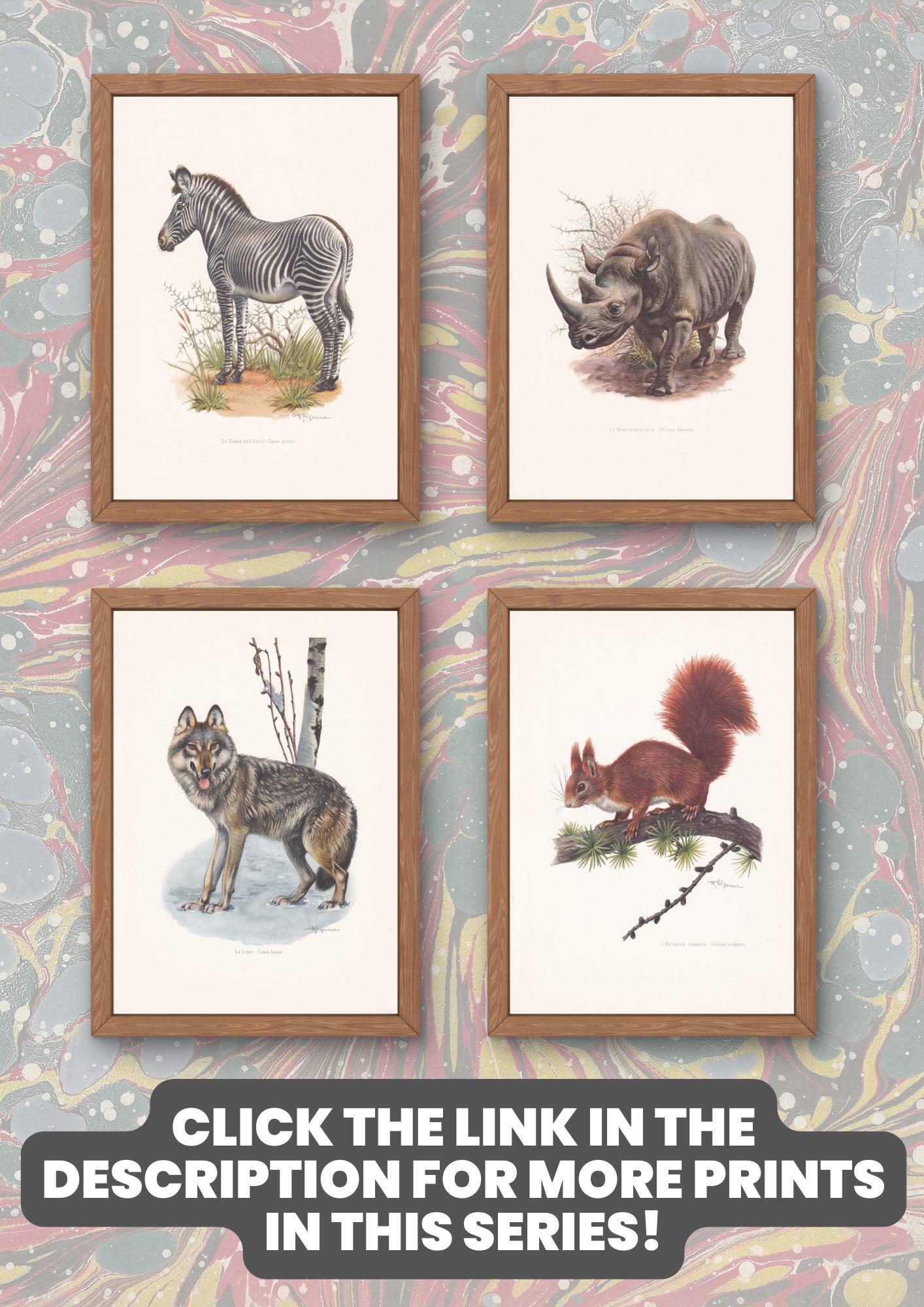 1960 INDIAN GREY MONGOOSE Print - Vintage Animal Print - Animal Illustration - Animal Wall Art - Vintage Mammal Print - 7.5 x 10.6 Inches