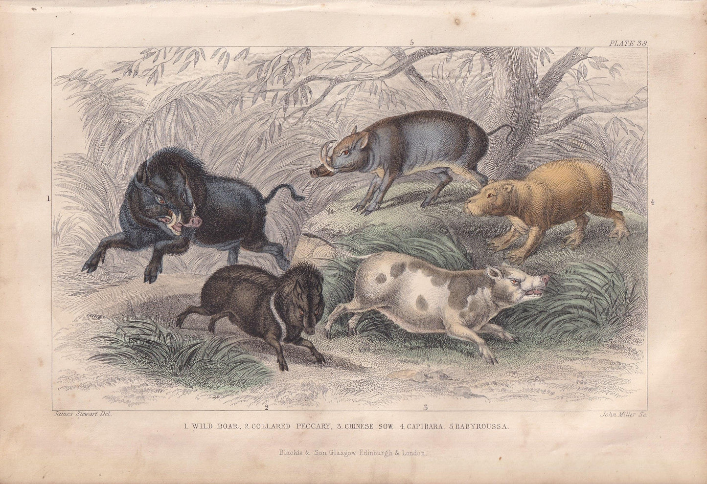 1859 BOAR, CAPYBARA, & BABIRUSA Print - Hand-Coloured Engraving - Pig Wall Art - Antique Pig Decor - 9.5 x 6.5 Inches