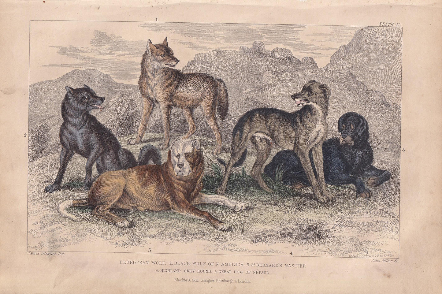 1859 WOLF, MASTIFF, & HOUND Print - Hand-Coloured Engraving - Dog Wall Art - Antique Wolf Decor - 9.5 x 6.5 Inches