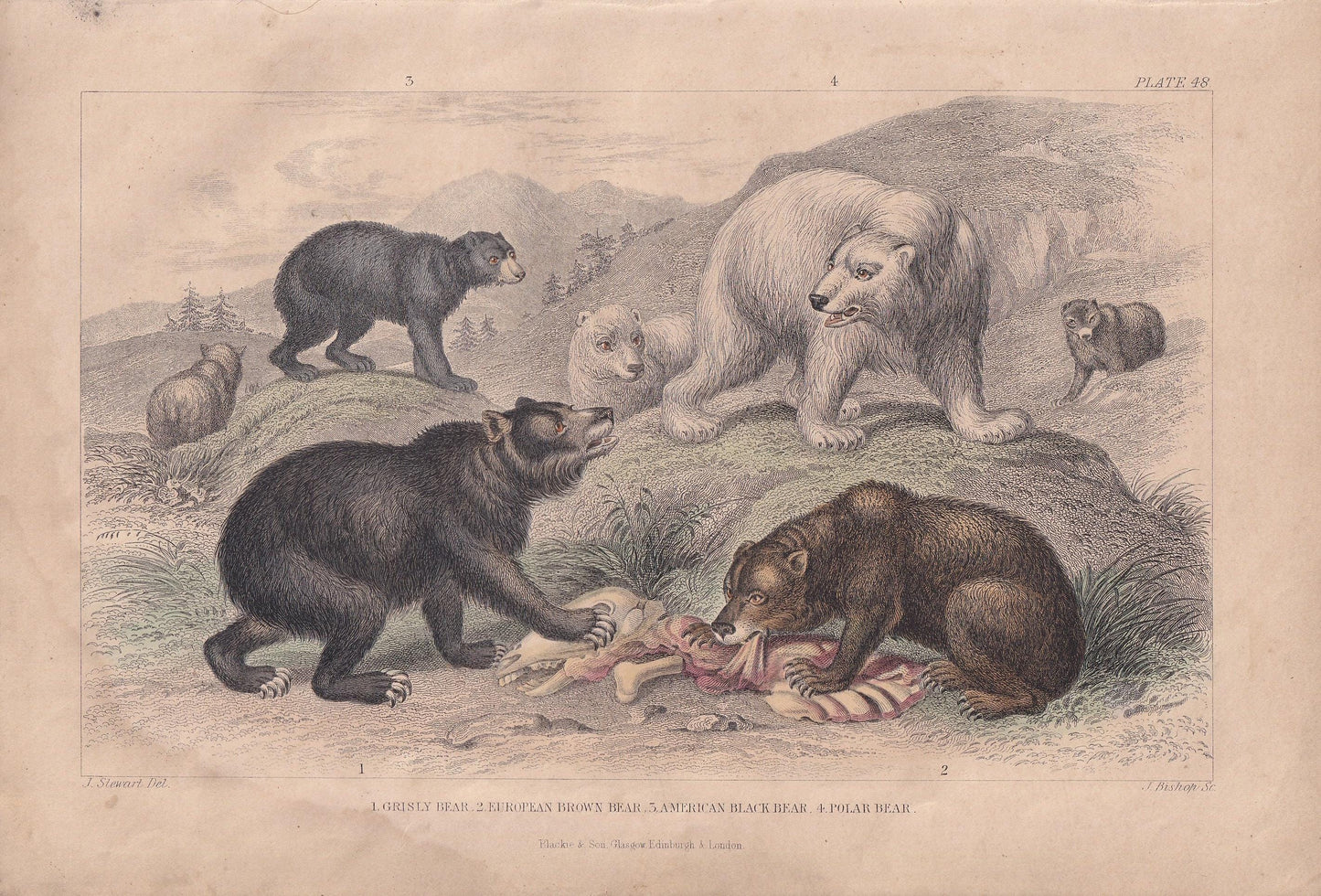 1859 BEAR & POLAR BEAR Print - Hand-Coloured Engraving - Bear Wall Art - Antique Bear Decor - 9.5 x 6.5 Inches