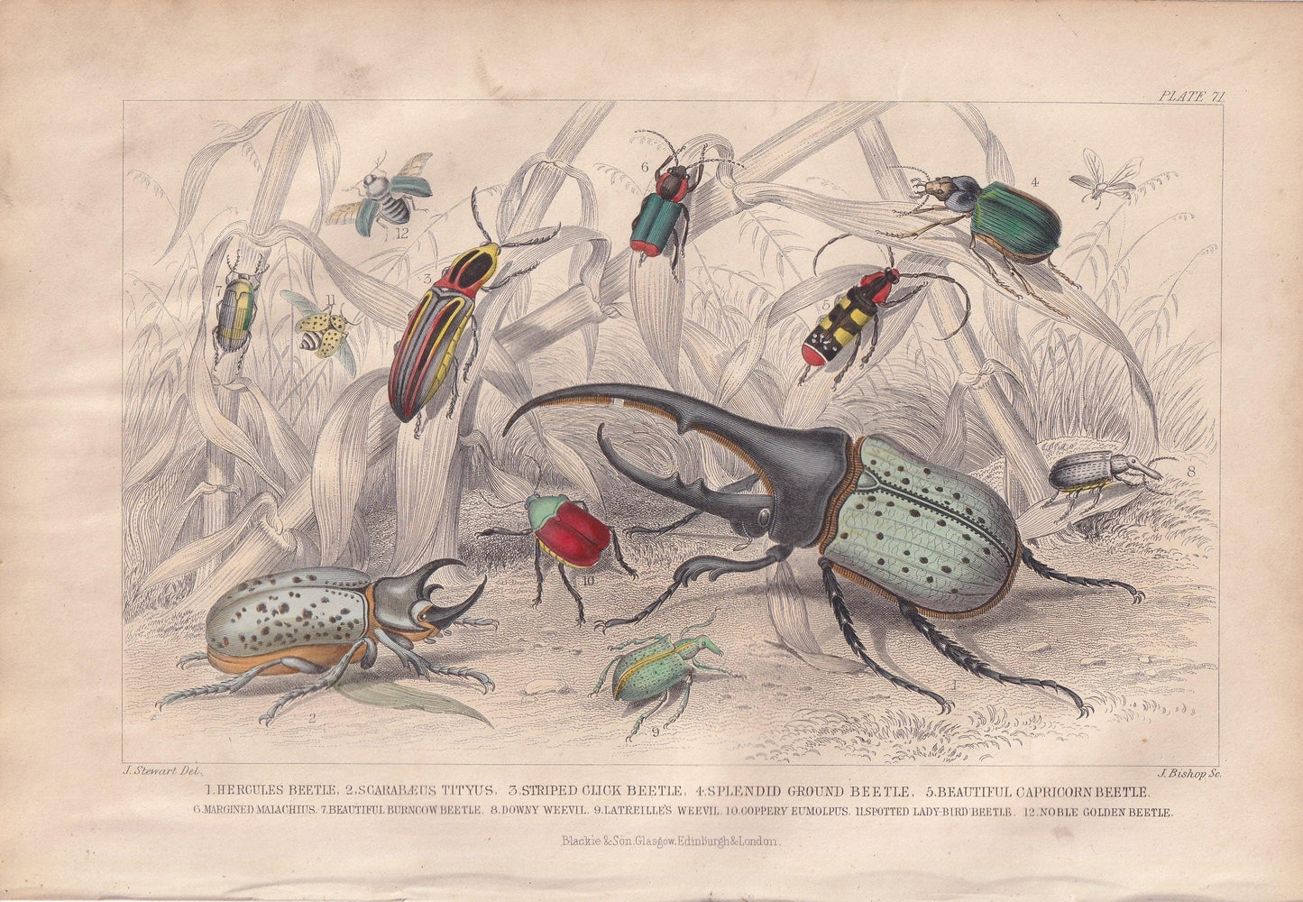 1859 BEETLES Print - Hercules, Scarab, Click, Capricorn - Hand-Coloured Engraving - Beetle Wall Art - Beetle Decor - 9.5 x 6.