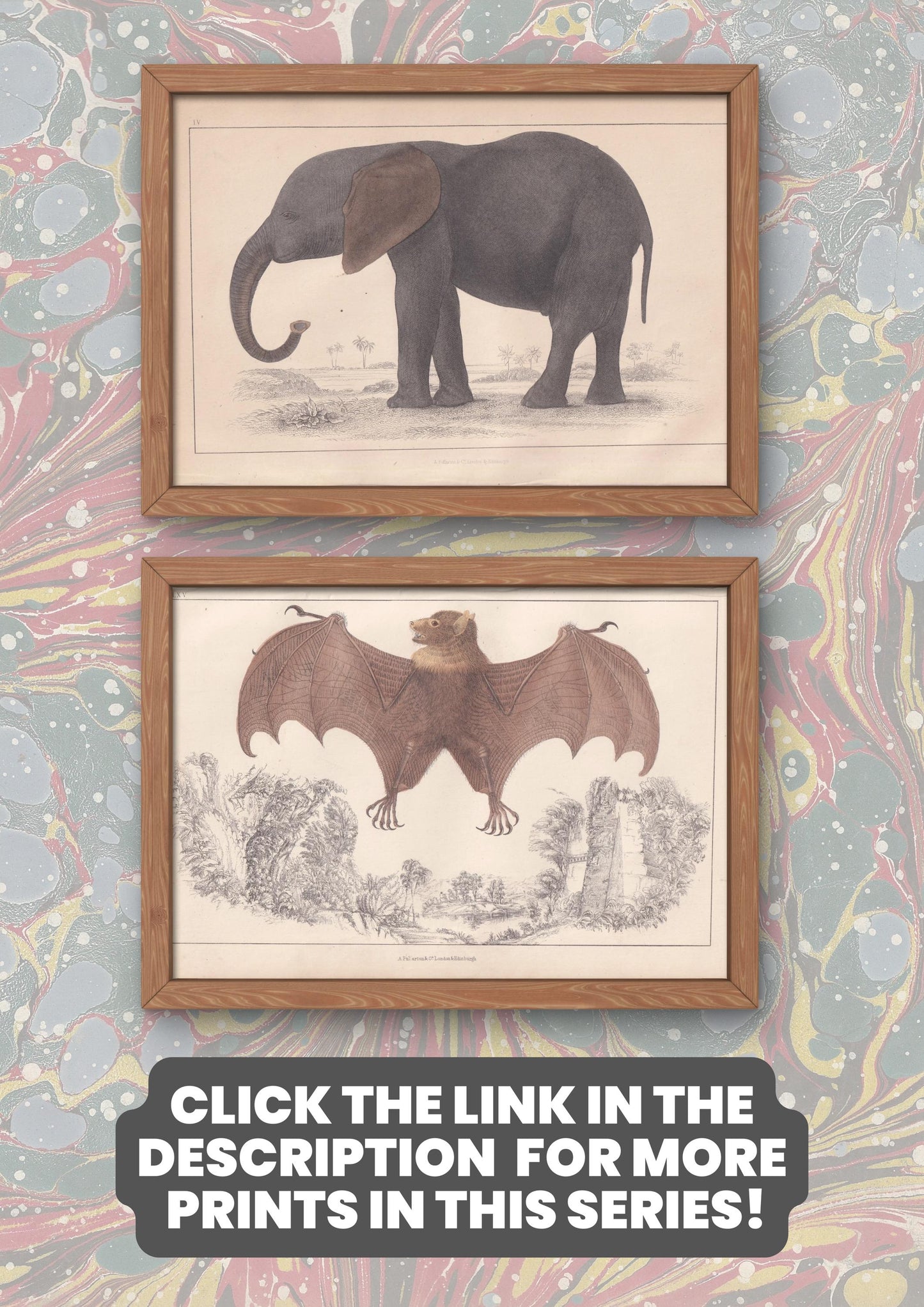 1850 EXOTIC PIGEONS Print - Original Hand-Coloured Engraving - Bird Wall Art - Antique Bird Print - Pigeon Decor - 10 x 6.4 Inches