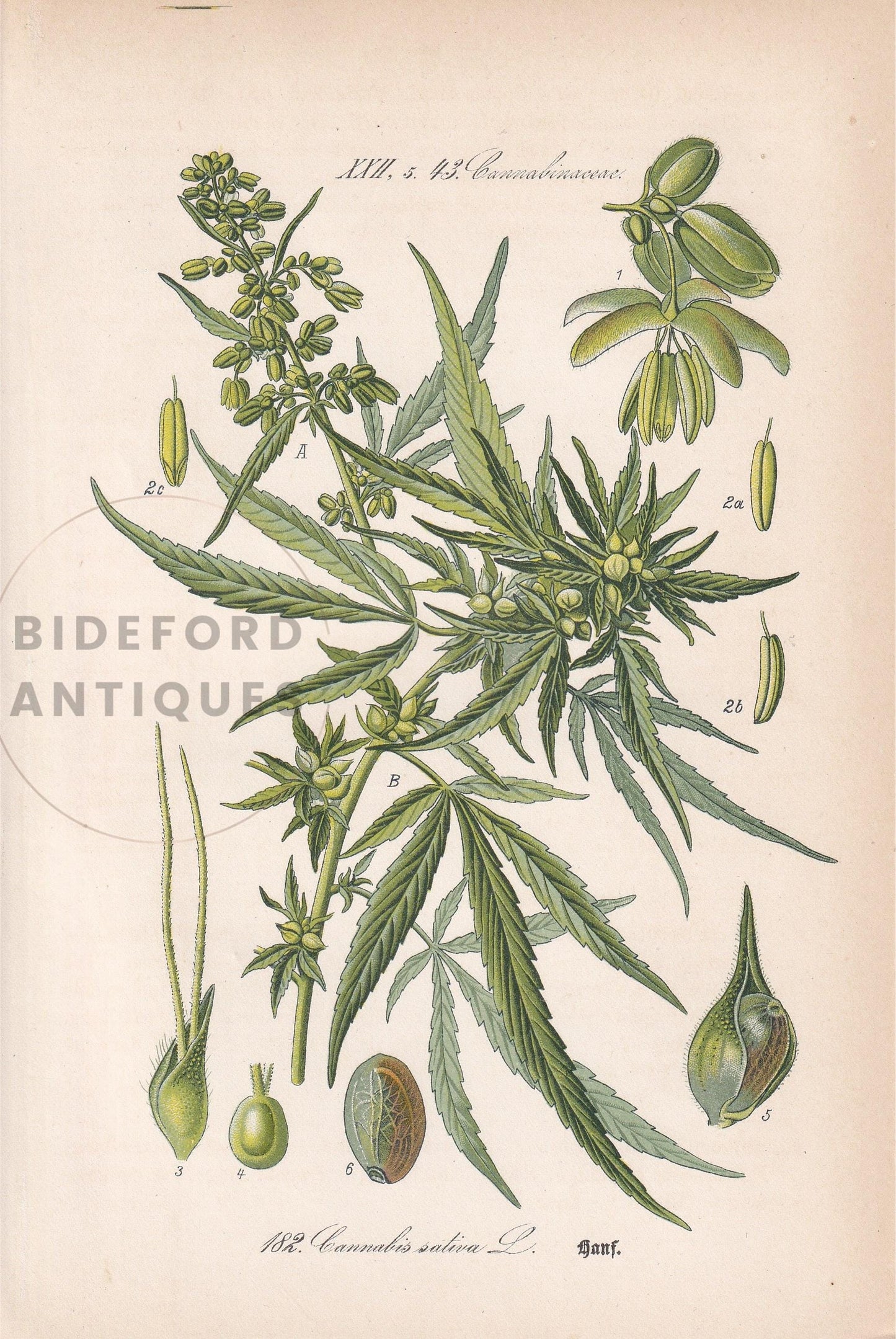 Rare! 1886 CANNABIS SATIVA Print - Botanical Print - Marijuana Illustration - Weed Wall Art - Antique Weed Print - 5.6 x 8.75 Inches