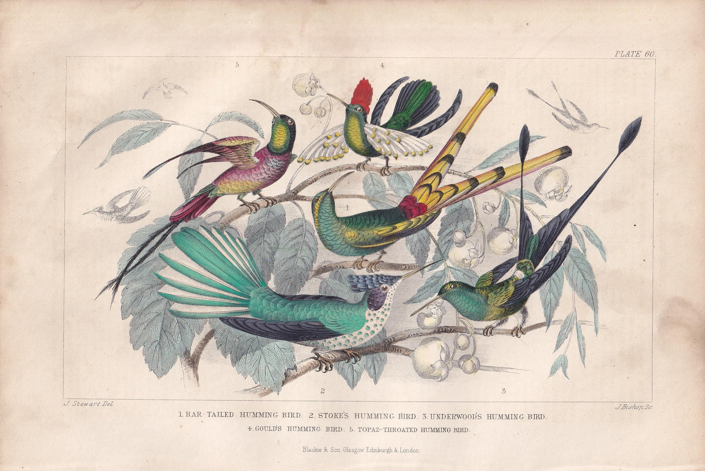 1859 HUMMINGBIRDS Print - Original Antique Hand-Coloured Engraving - Bird Wall Art - Antique Bird Print - Bird Decor - 9.5 x