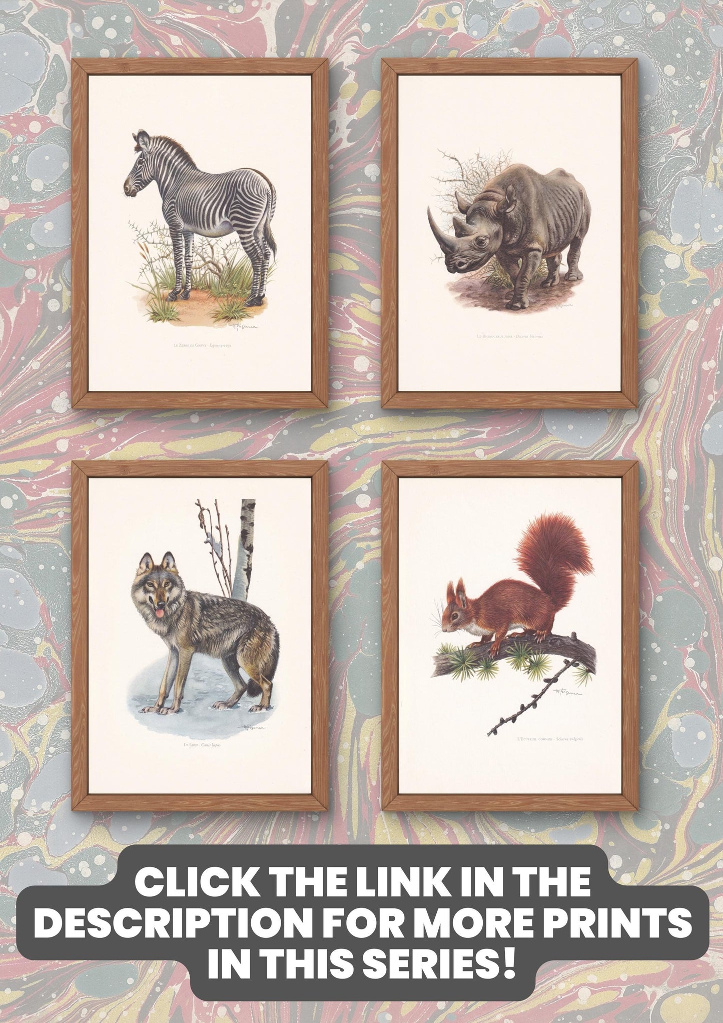 1960 WILD BOAR Print - Vintage Animal Print - Animal Illustration - Animal Wall Art - Vintage Mammal Print - 7.5 x 10.6 Inches