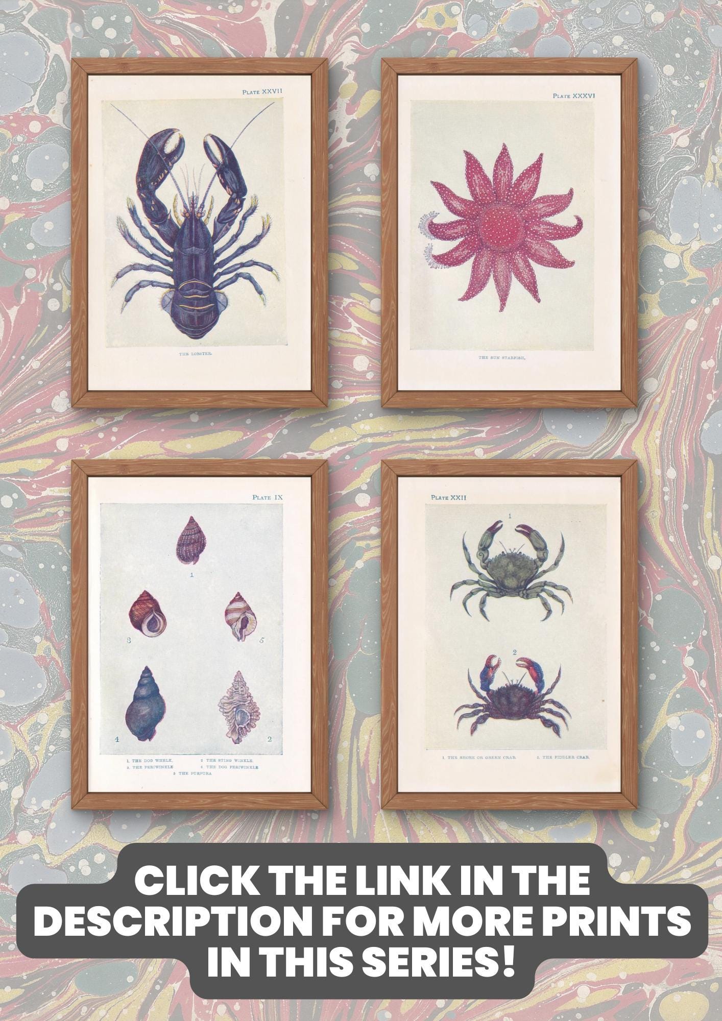 1907 CRAB Print - Original Antique Marine Print - Crab Wall Art - Sea Life Print - 116 Years Old - 6.15 x 4.25 Inches