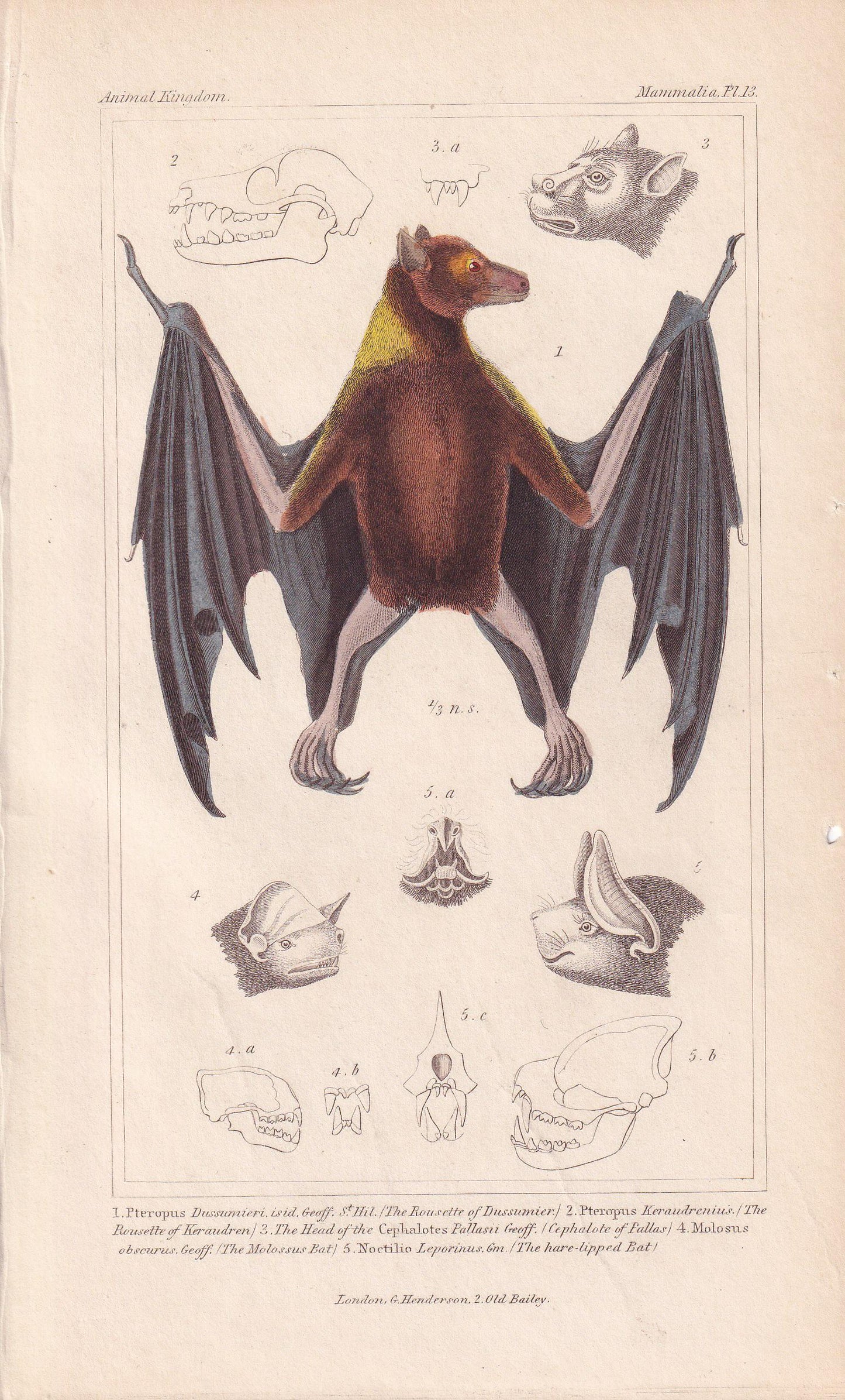 1834 ROUSETTE BAT Print - Hand-Coloured Antique Print - Cuvier - Bat Wall Art - Animal Gift Decor - 5.3 x 8.2 Inches