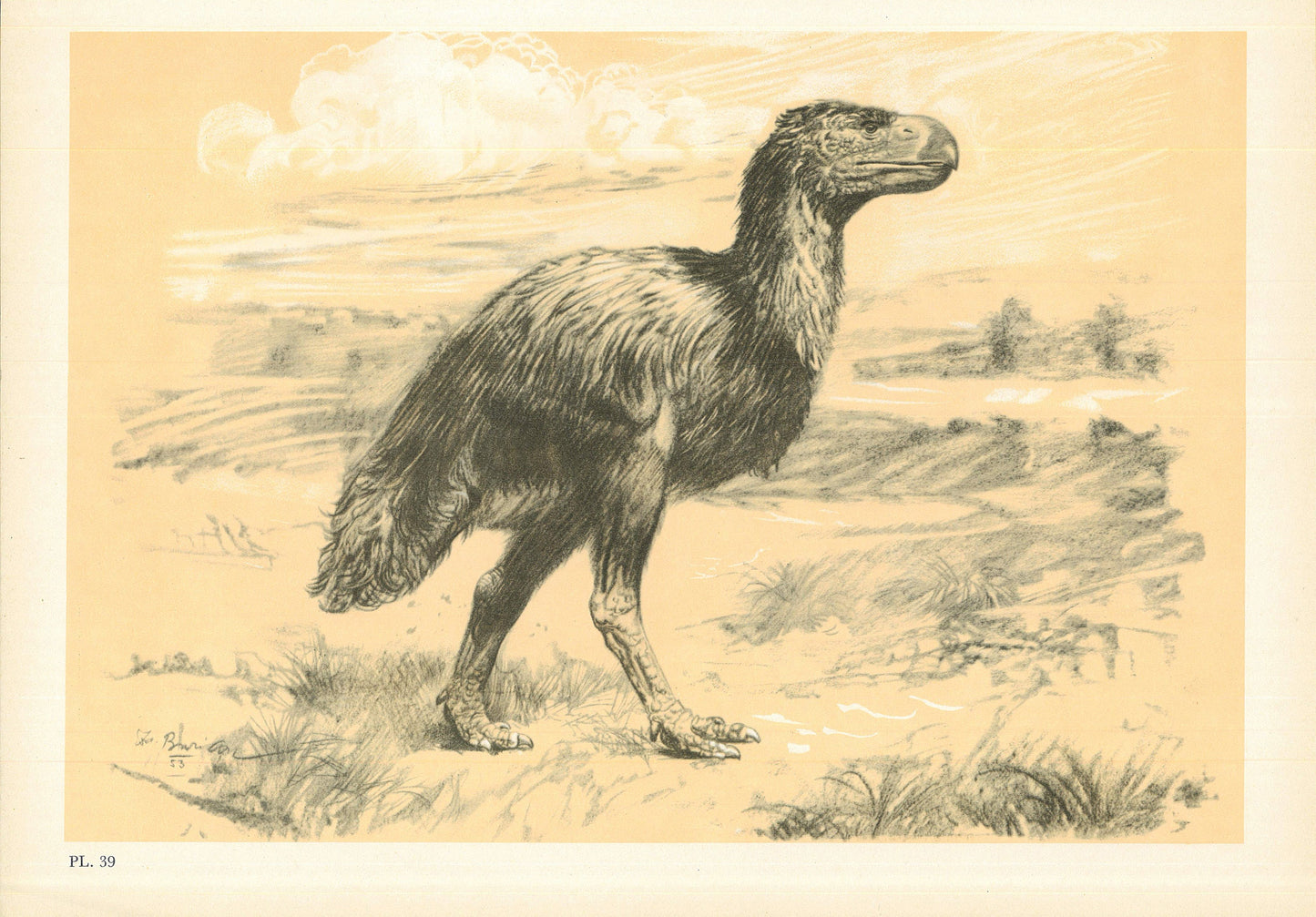 1960 GASTORNIS (DIATRYMA) Print - Prehistoric Animals Print - Paleoart - Paleontology Print - Bird - 63 Years Old - 13.5 x 9.