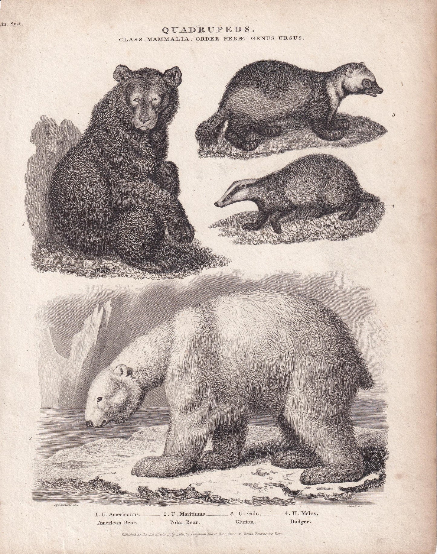 Rare! 1811 BEAR, POLAR BEAR, Wolverine & Badger Print - Original Antique Copper Engraving - Bear Wall Art - 8.2 x 10.4 Inches