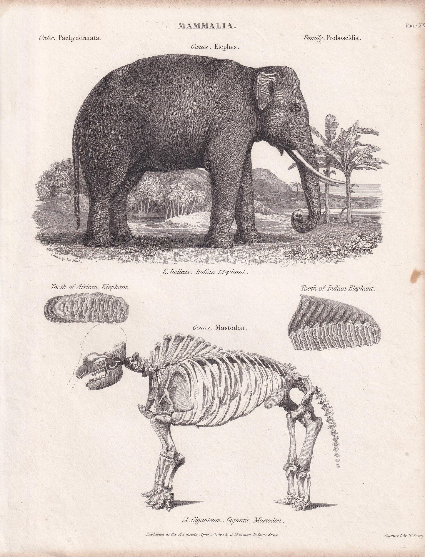 Rare! 1824 ELEPHANT & MASTODON SKELETON Print - Original Antique Copper Engraving - Animal Wall Art Gift - 8.25 x 10.8 Inches