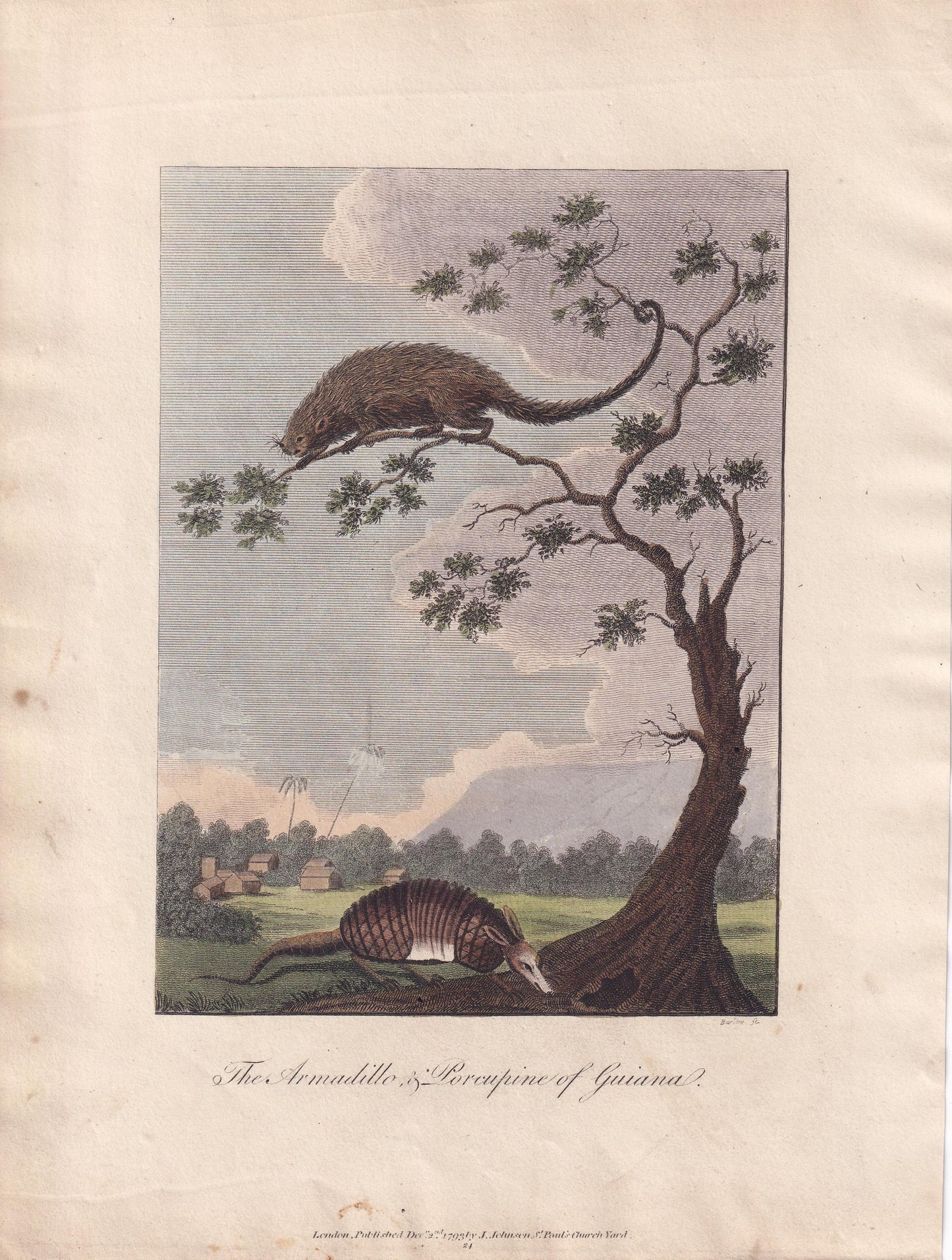 Rare! 1796 ARMADILLO & PORCUPINE Print - Original Antique Hand-Coloured Copper Engraving - Animal Wall Art - Gift Decor - 8 x