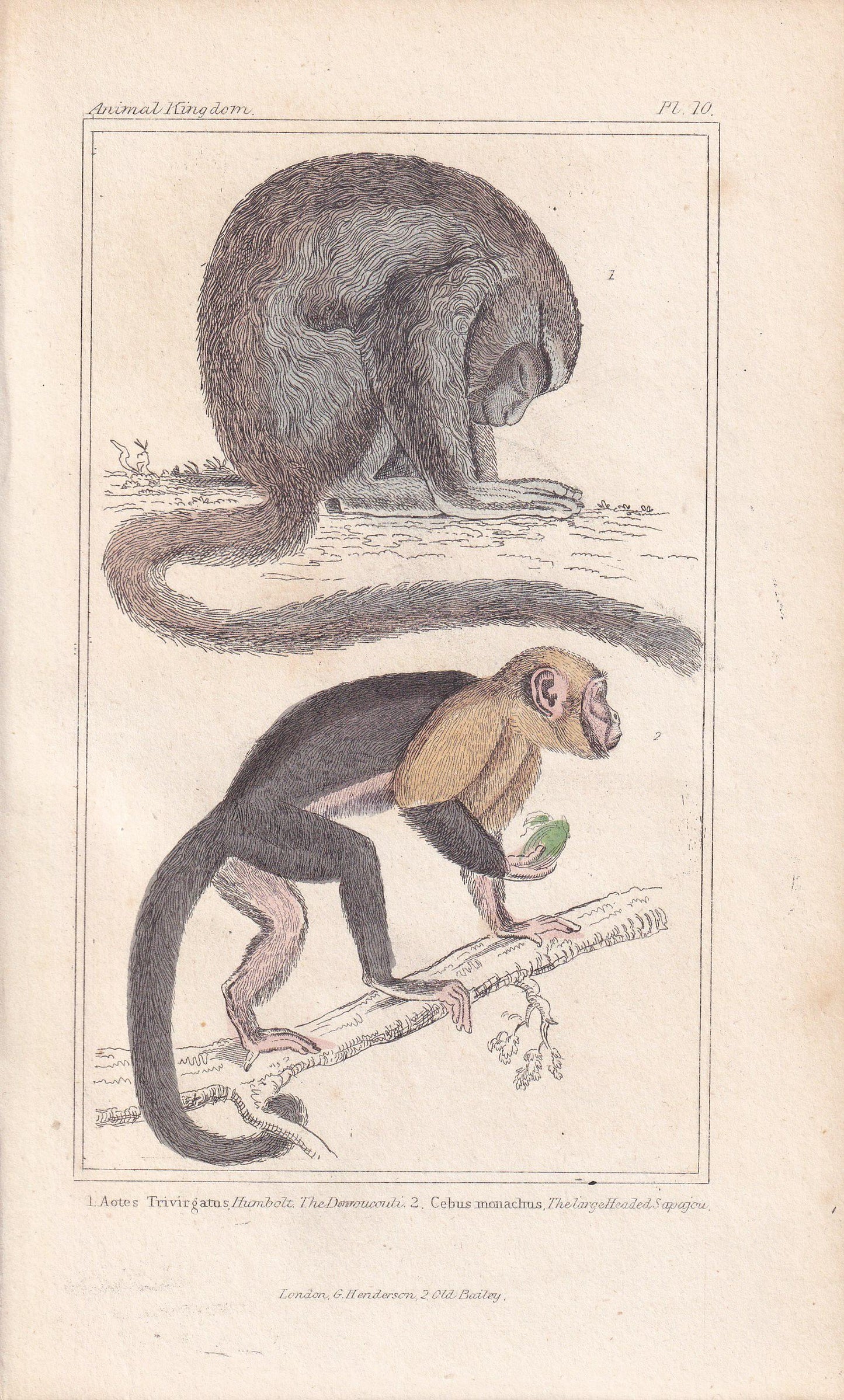 1834 NIGHT MONKEY & Azara's Capuchin Print - Hand-Coloured Antique Print - Cuvier - Animal Wall Art - Gift Decor - Monkey - 5.3 x 8.2 Inches