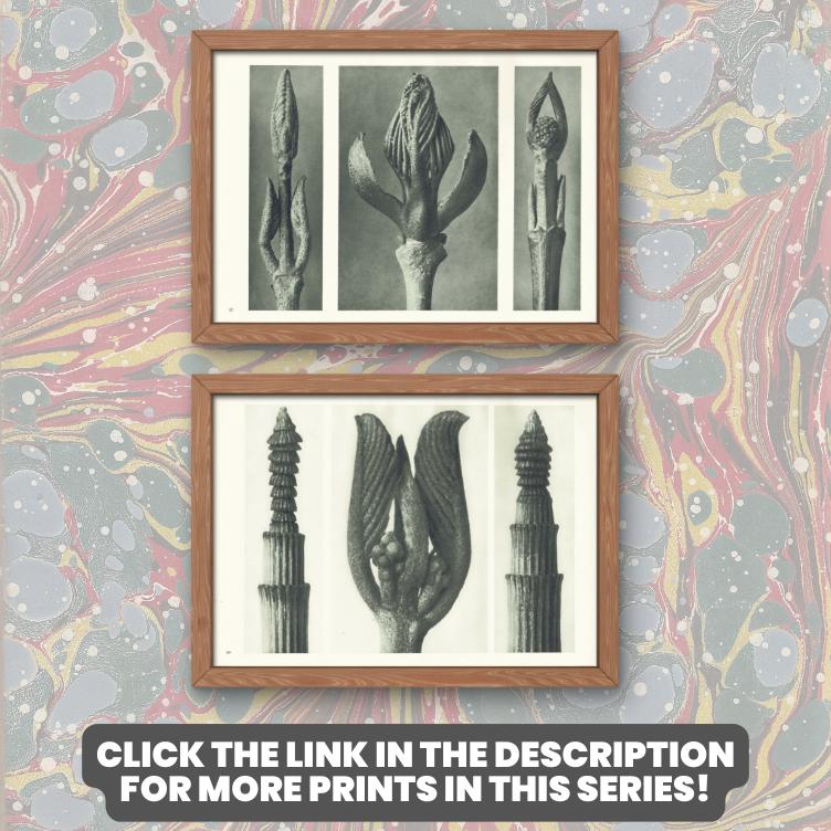 1929 Karl Blossfeldt Print - ACONITE MONKSHOOD LEAF - Abstract Photogravure - Plant Tree - Botanical Wall Art - 9.5 x 12 Inch