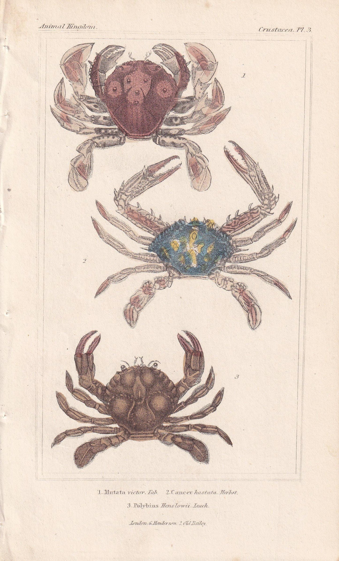 1834 CRABS Print - Hand-Coloured Antique Print - Cuvier - Animal Wall Art - Sea Life Gift Decor - Ocean Crab Lithograph - 5.3