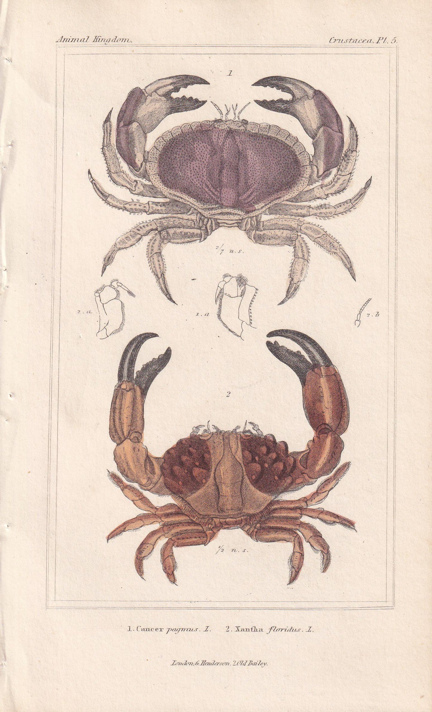 1834 CRABS Print - Hand-Coloured Antique Print - Cuvier - Animal Wall Art - Sea Life Gift Decor - Ocean Crab Lithograph - 5.3