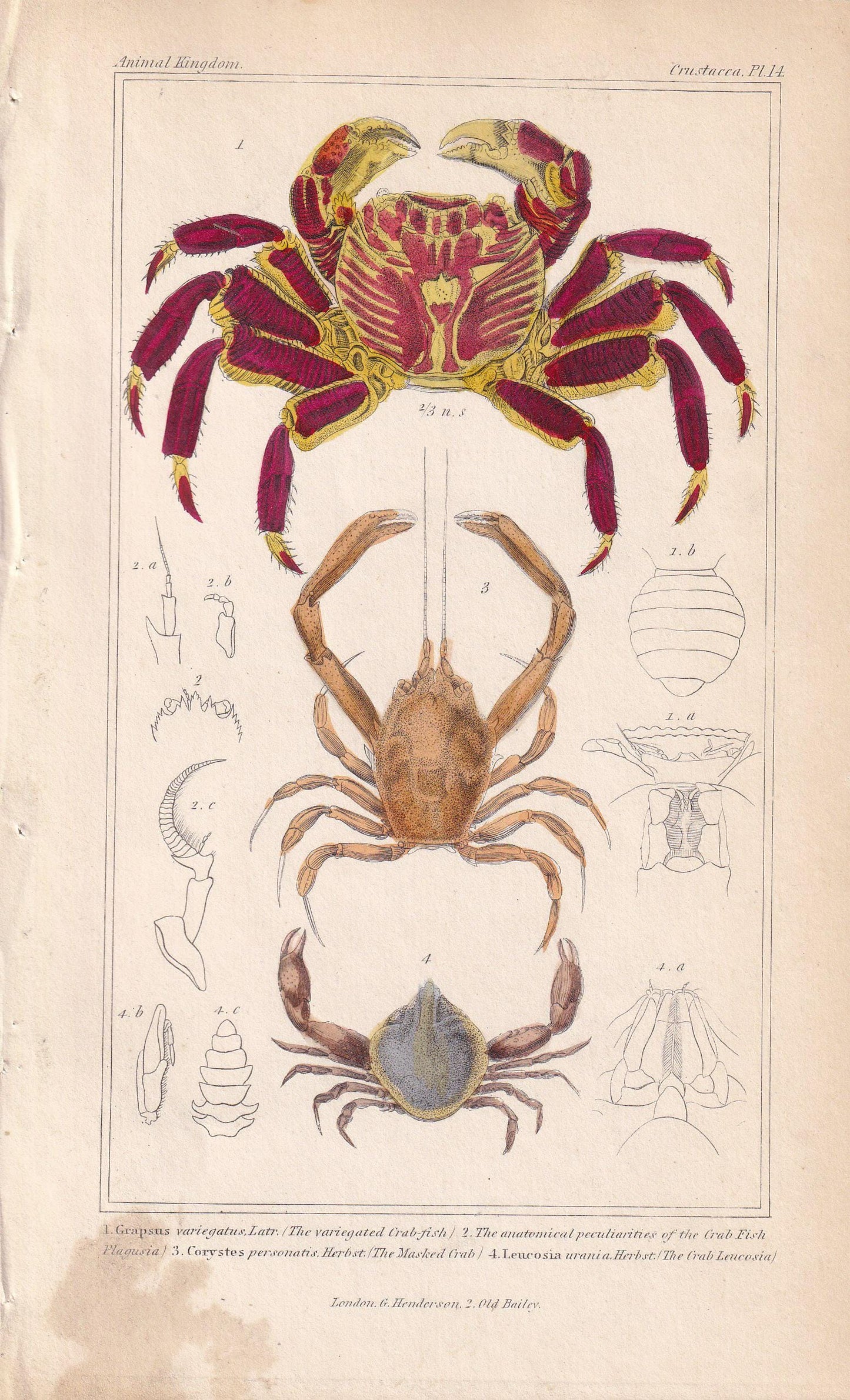 1834 CRABS Print - Hand-Coloured Antique Print - Cuvier - Animal Wall Art - Sea Life Gift Decor - Ocean Crab Lithograph - 5.3