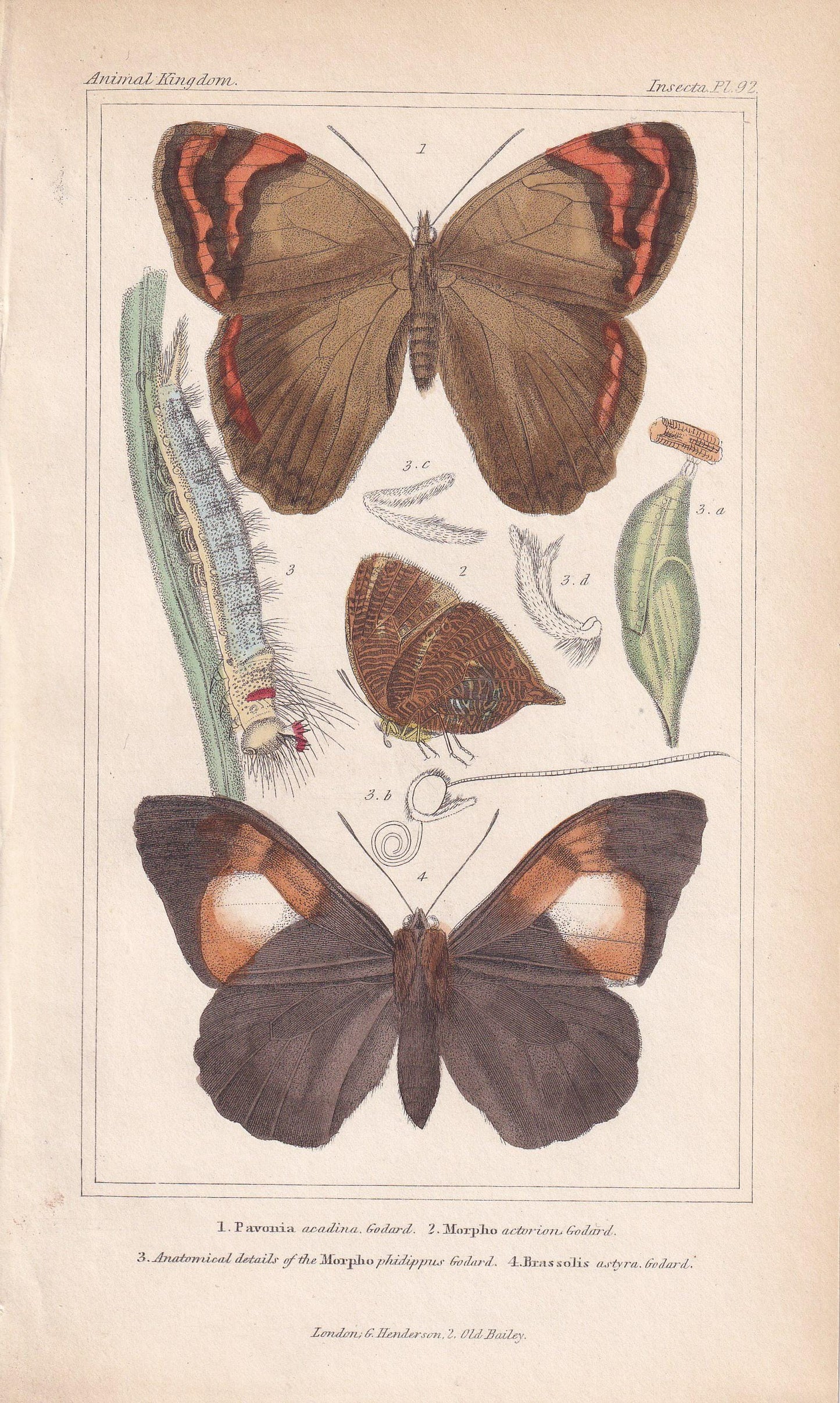 1834 BUTTERFLIES Print - Hand-Coloured Antique - Cuvier - Insect Wall Art - Gift Decor - 5.3 x 8.2 Inches