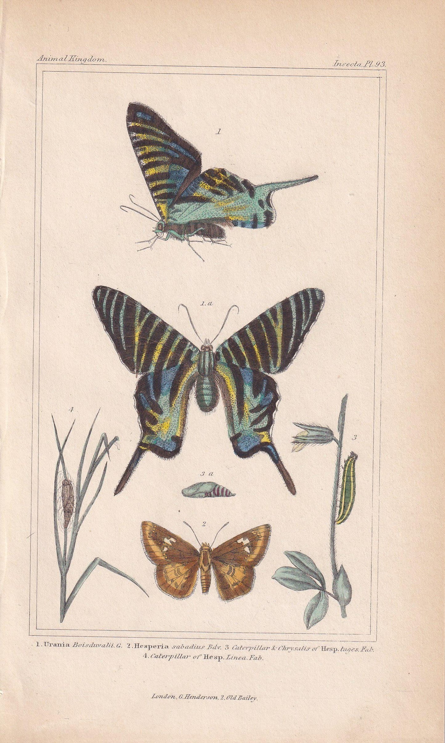 1834 BUTTERFLIES Print - Hand-Coloured Antique - Cuvier - Insect Moth Wall Art - Gift Decor - 5.3 x 8.2 Inches