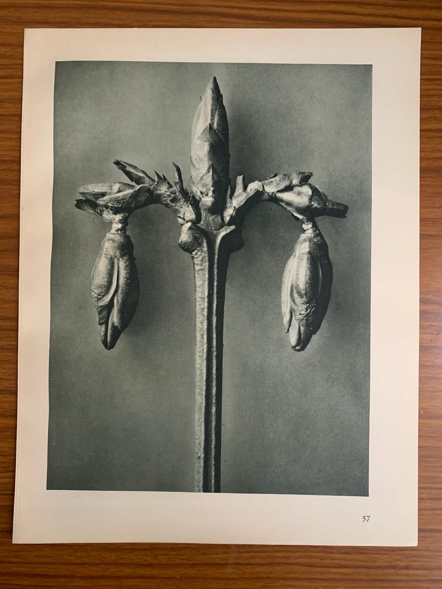 1929 Karl Blossfeldt Print - WEEPING FORSYTHIA - Abstract Photogravure - Plant Tree - Botanical Wall Art - 9.5 x 12 Inch