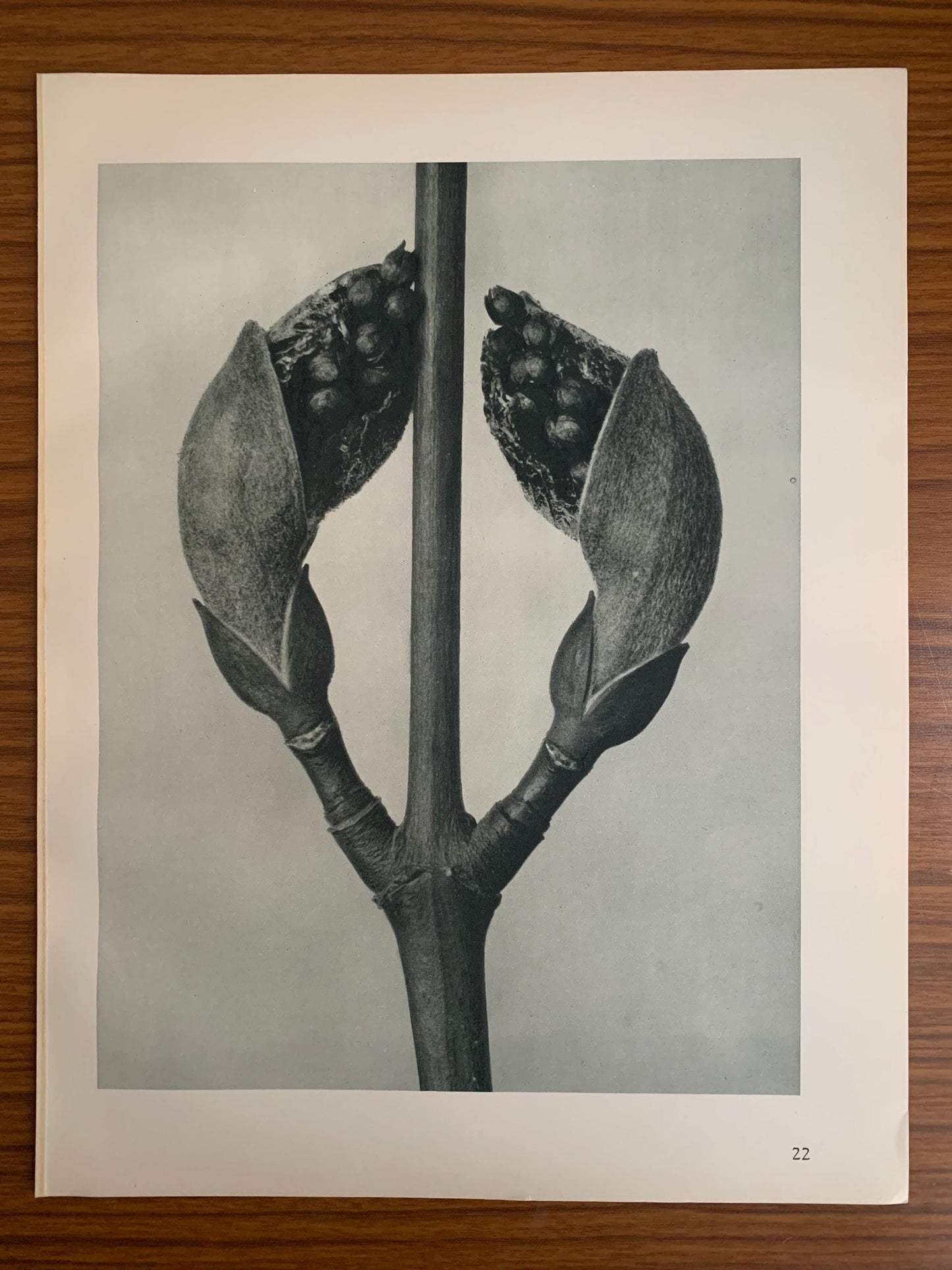 1929 Karl Blossfeldt Print - MAPLE TREE SHOOTS - Abstract Photogravure - Plant Tree - Botanical Wall Art - 9.5 x 12 Inch