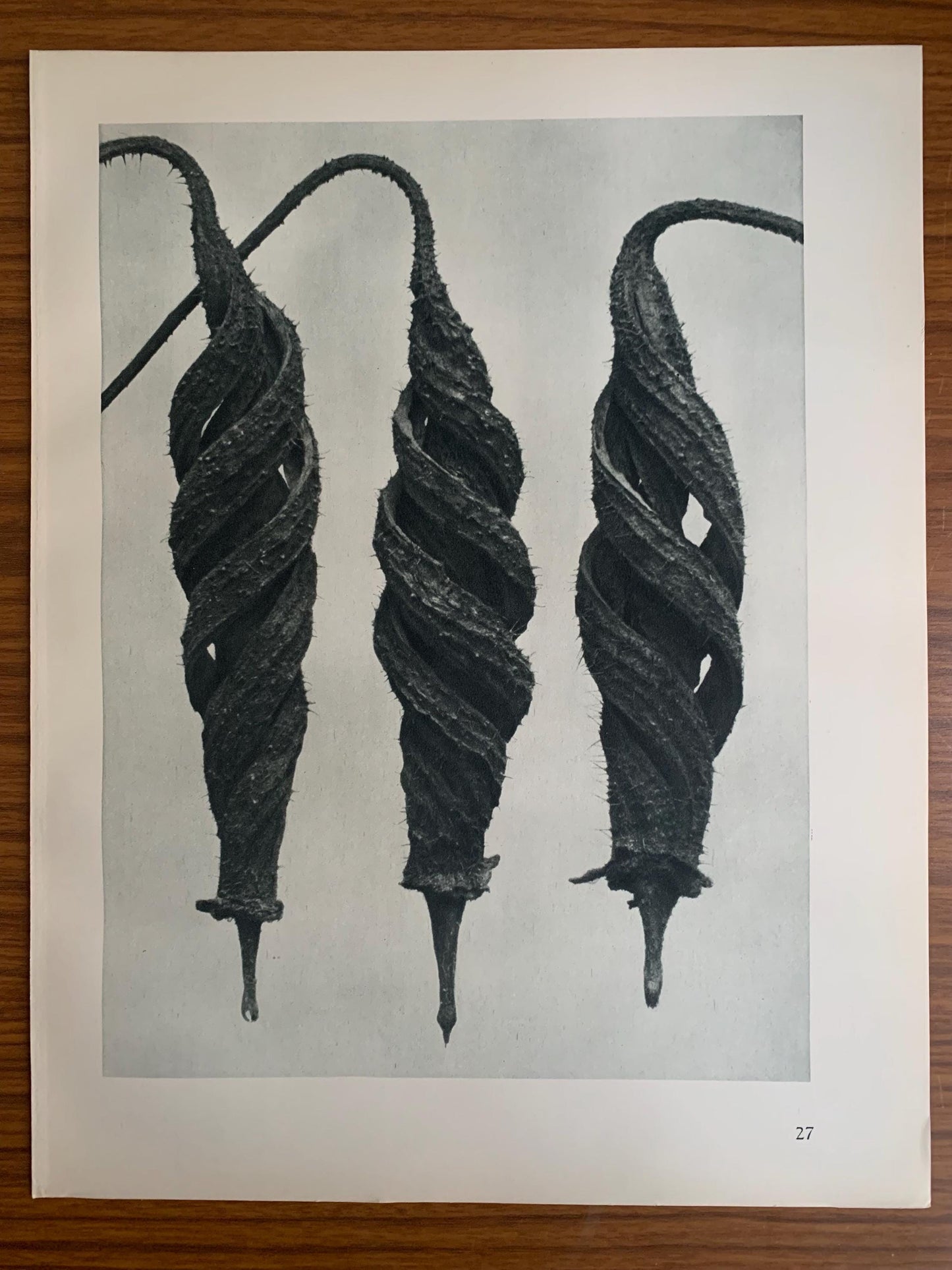 1929 Karl Blossfeldt Print - CHILLI NETTLE SEED - Abstract Photogravure - Plant Tree - Botanical Wall Art - 9.5 x 12 Inch