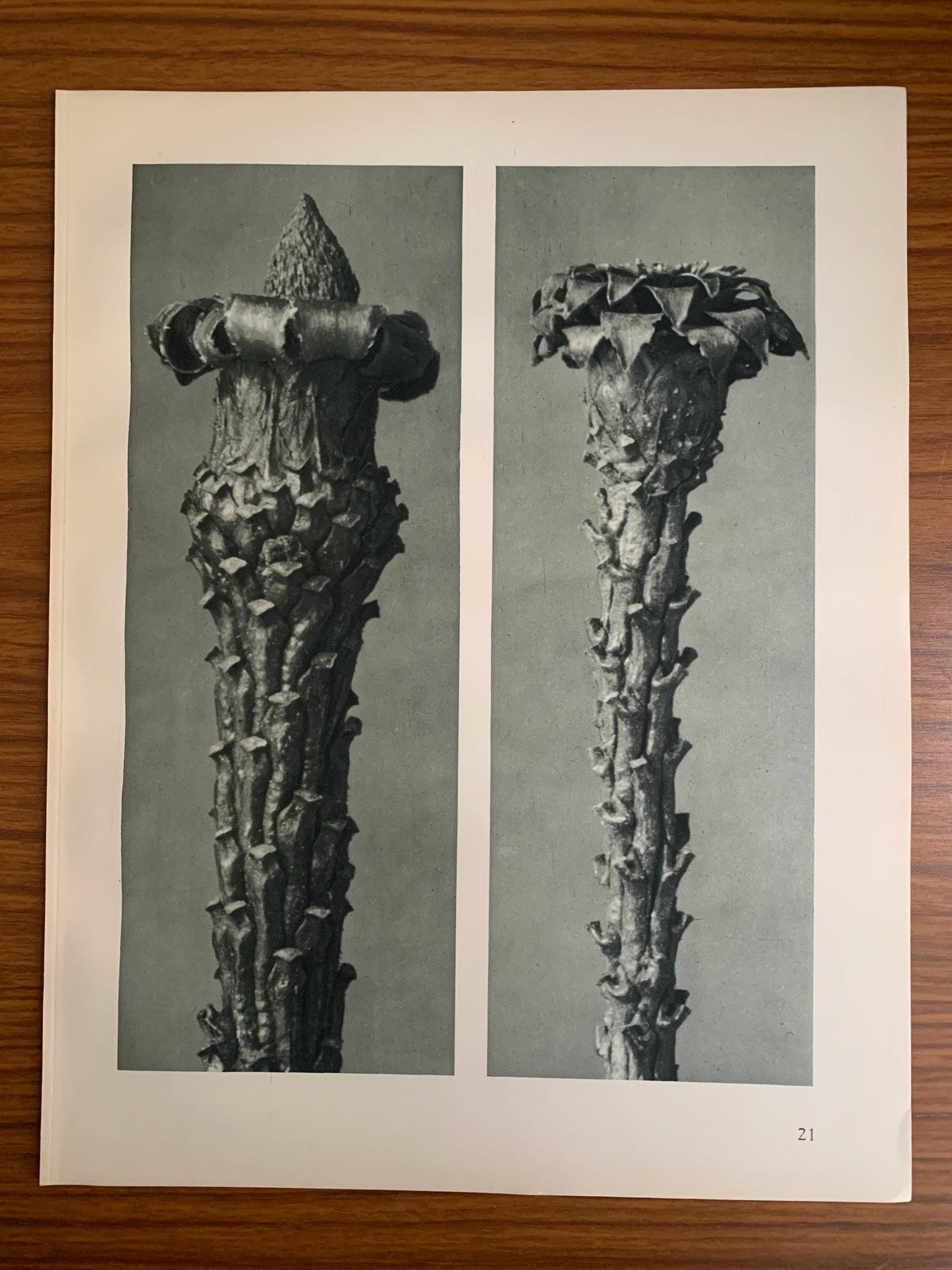 1929 Karl Blossfeldt Print - SILVER FIR - Abstract Photogravure - Plant Tree - Botanical Wall Art - 9.5 x 12 Inch