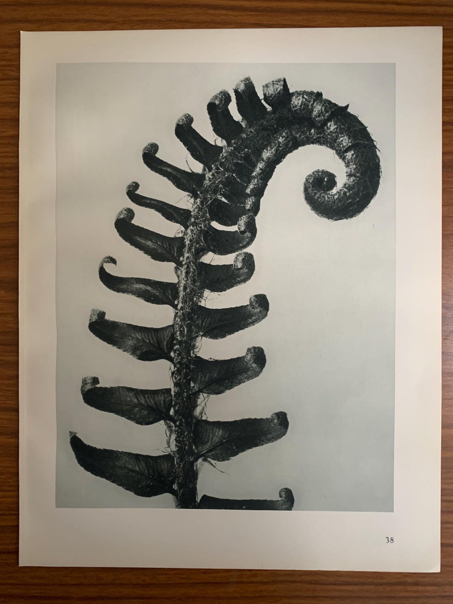 1929 Karl Blossfeldt Print - PRICKLY SHIELD FERN - Abstract Photogravure - Plant Tree - Botanical Wall Art - 9.5 x 12 Inch