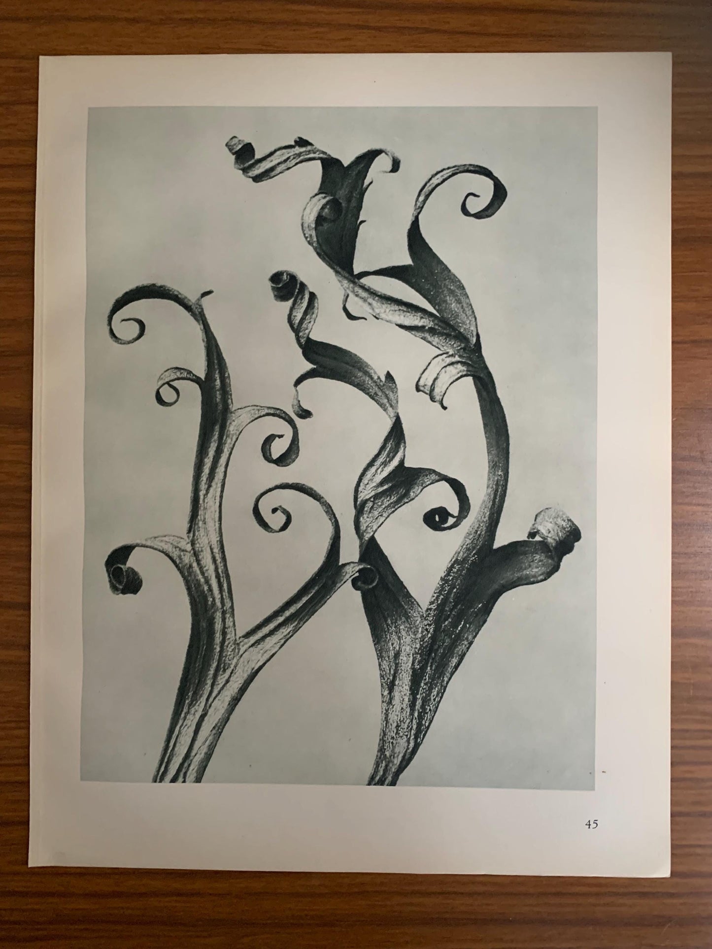 1929 Karl Blossfeldt Print - LARKSPUR DELPHINIUM - Abstract Photogravure - Plant Tree - Botanical Wall Art - 9.5 x 12 Inch