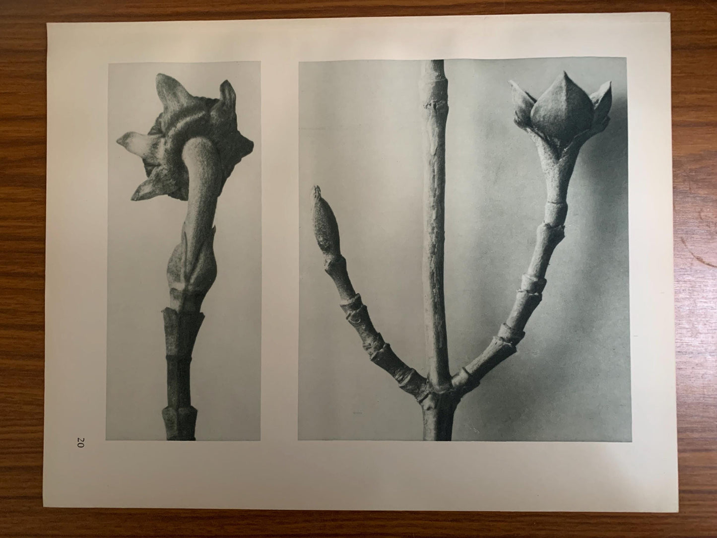 1929 Karl Blossfeldt Print - PACIFIC DOGWOOD - Abstract Photogravure - Plant Tree - Botanical Wall Art - 9.5 x 12 Inch