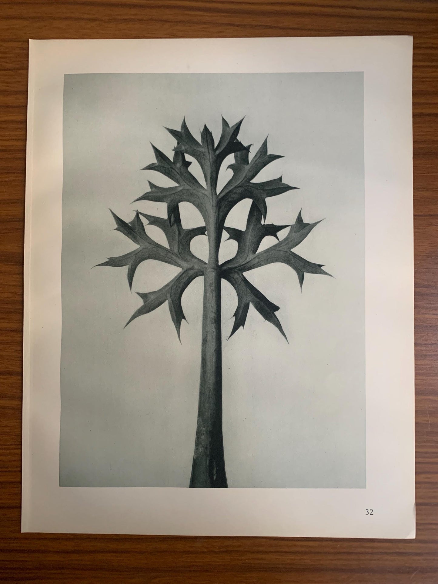 1929 Karl Blossfeldt Print - SEA HOLLY LEAVES - Abstract Photogravure - Plant Tree - Botanical Wall Art - 9.5 x 12 Inch