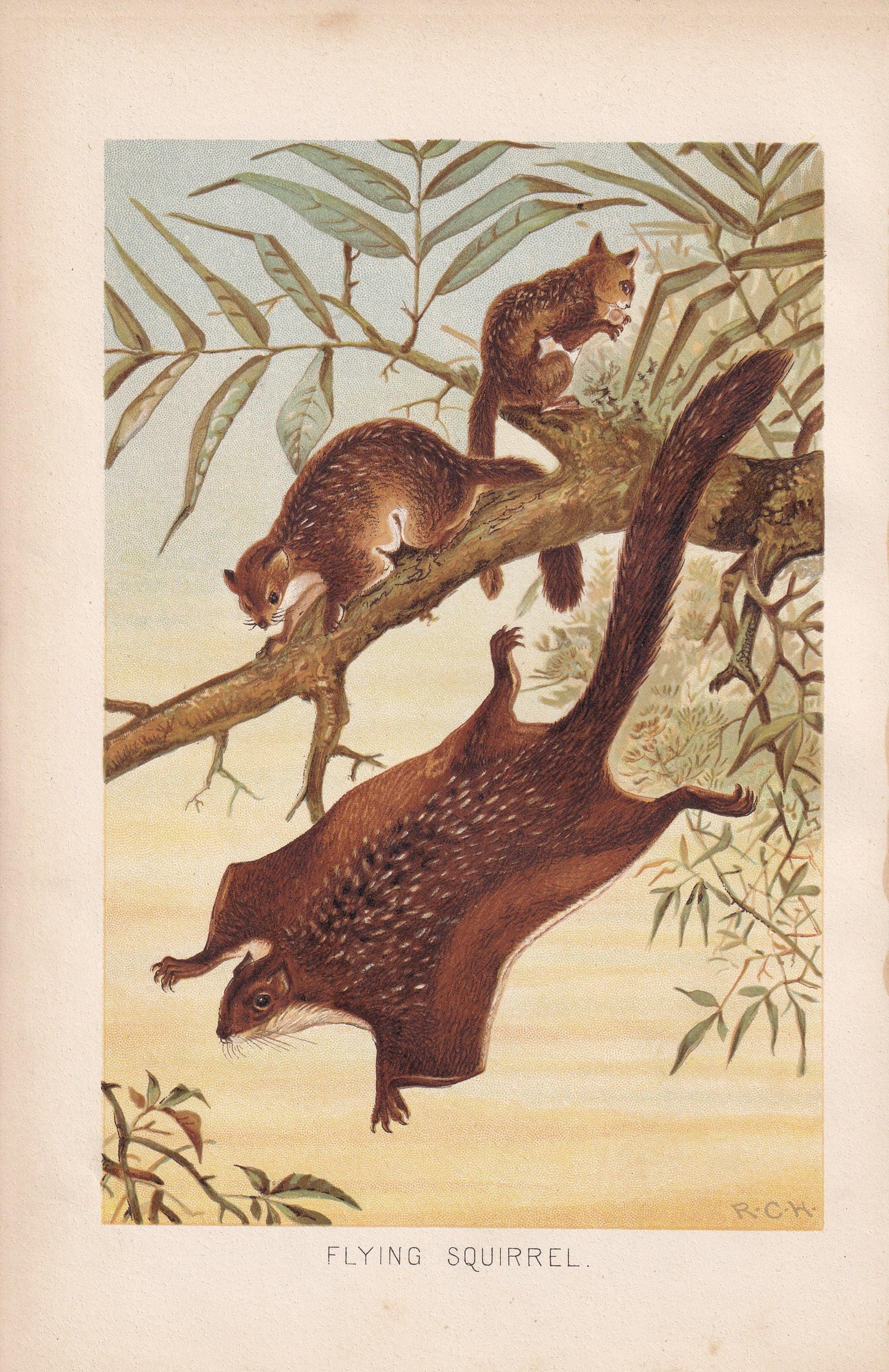 1894 FLYING SQUIRREL Print - 19th Century Antique Print - Animal Wall Art - Gift Decor - 6.75 x 10 Inches