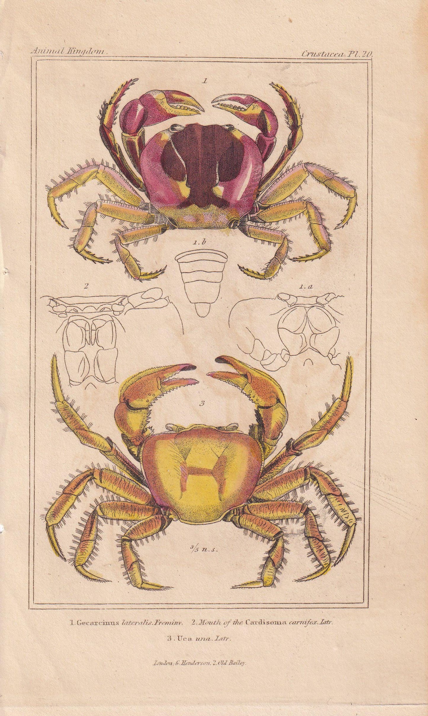 1834 CRABS Print - Hand-Coloured Antique Print - Cuvier - Animal Wall Art - Sea Life Gift Decor - Ocean Crab Lithograph - 5.3