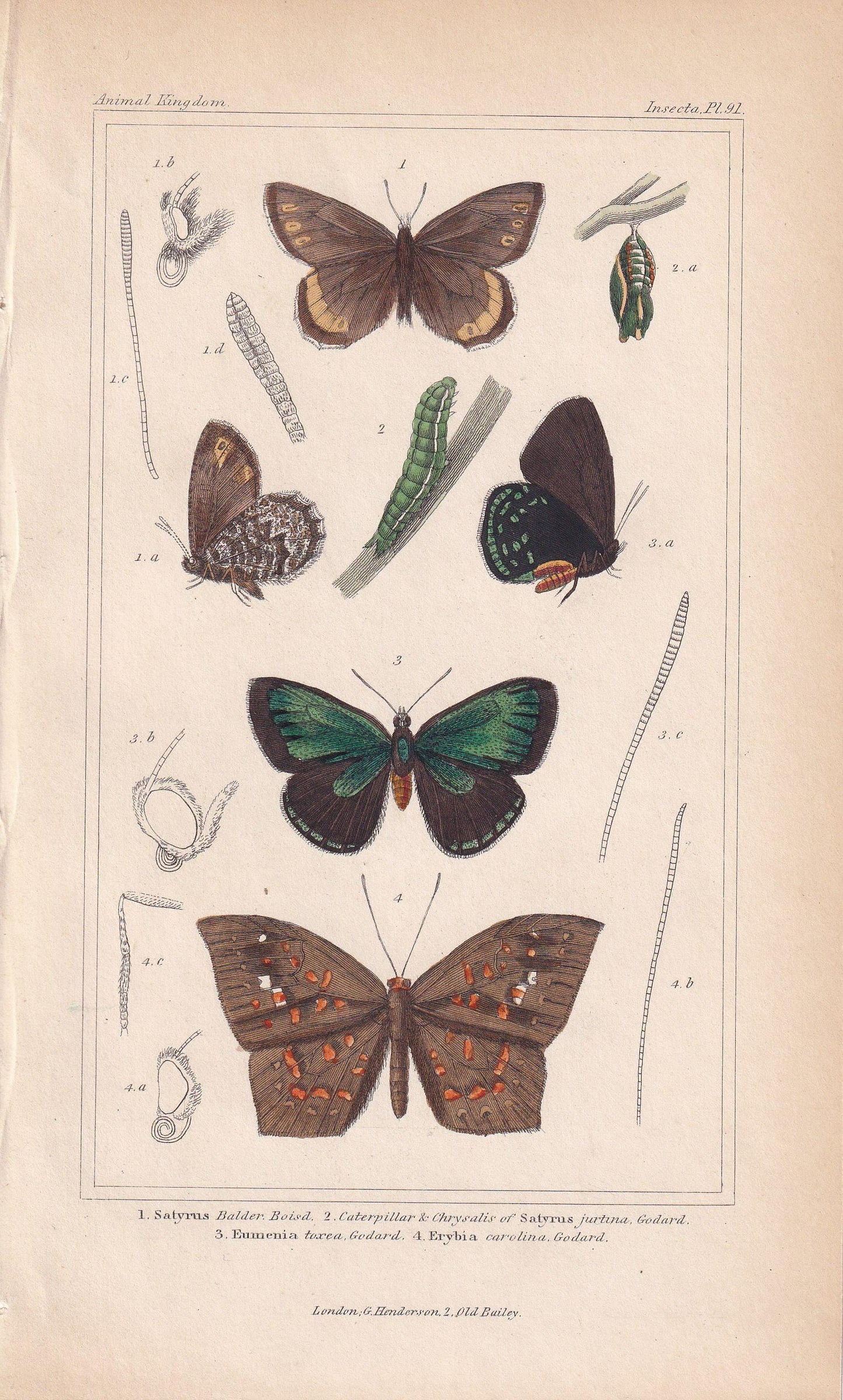 1834 BUTTERFLIES Print - Hand-Coloured Antique - Cuvier - Insect Wall Art - Gift Decor - 5.3 x 8.2 Inches