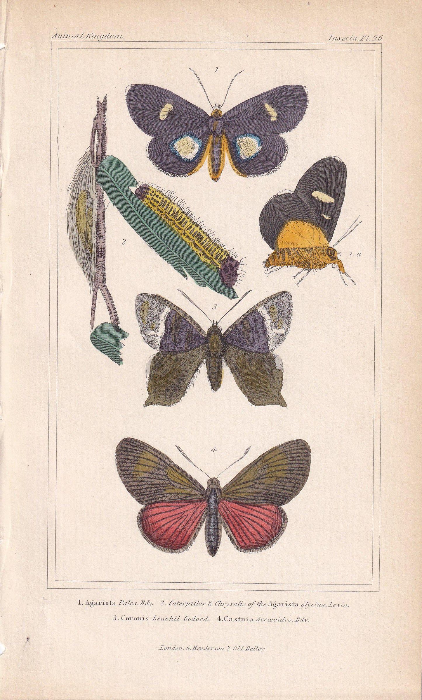 1834 BUTTERFLIES Print - Hand-Coloured Antique - Cuvier - Insect Moth Wall Art - Gift Decor - 5.3 x 8.2 Inches