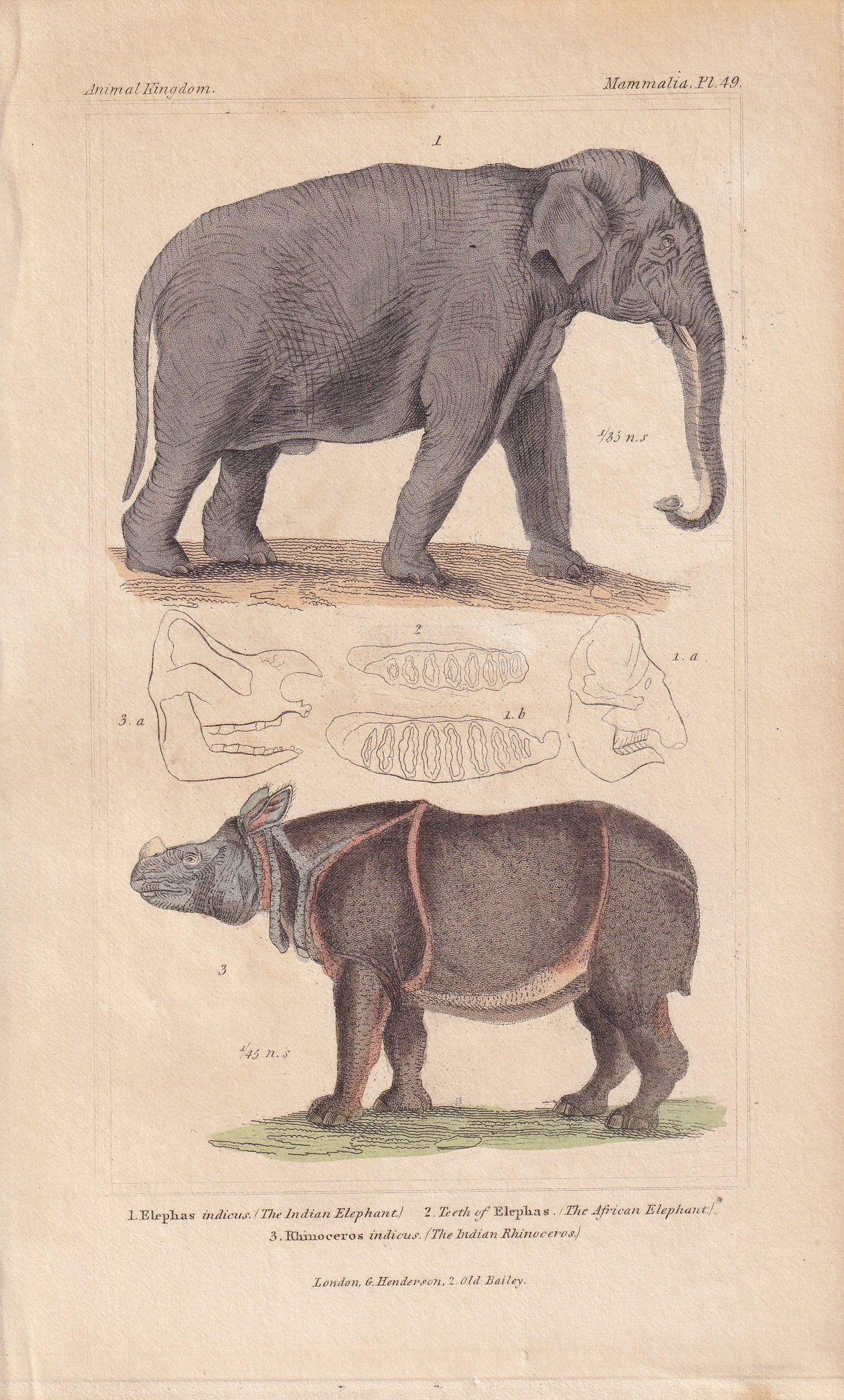 1834 ELEPHANT & INDIAN RHINO Print - Hand-Coloured Antique Print - Cuvier - Animal Wall Art - Animal Gift Decor - 5.3 x 8.2 I