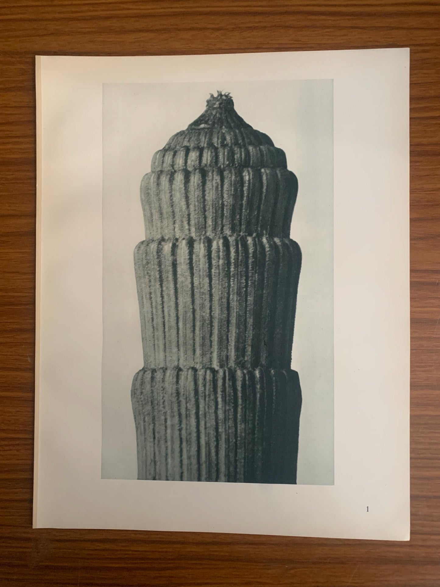 1929 Karl Blossfeldt Print - ROUGH HORSETAIL - Abstract Photogravure - Plant Tree - Botanical Wall Art - 9.5 x 12 Inch