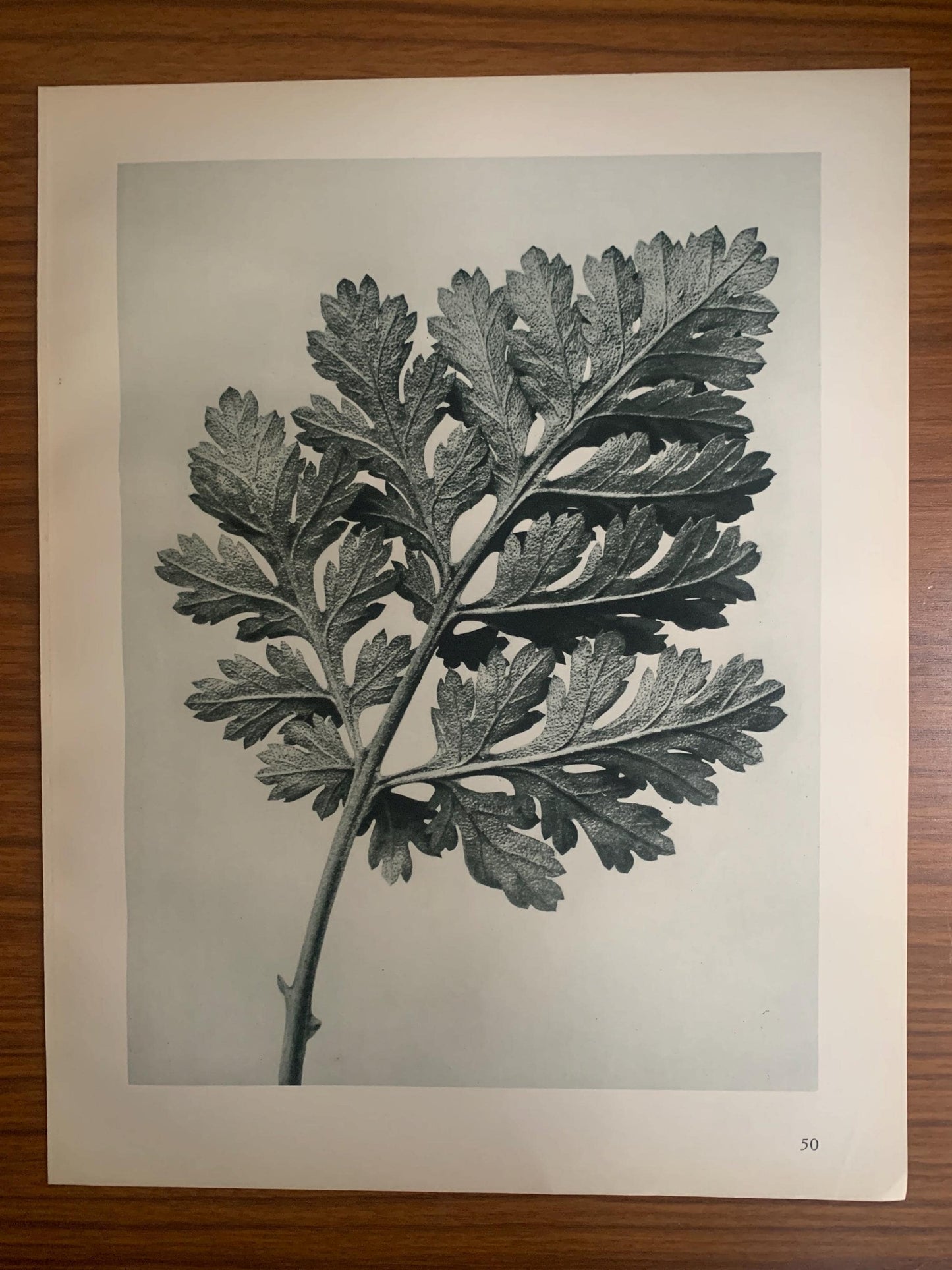 1929 Karl Blossfeldt Print - FEVERFEW CHRYSANTHEMUM LEAF - Abstract Photogravure - Plant Tree - Botanical Wall Art - 9.5 x 12 Inch