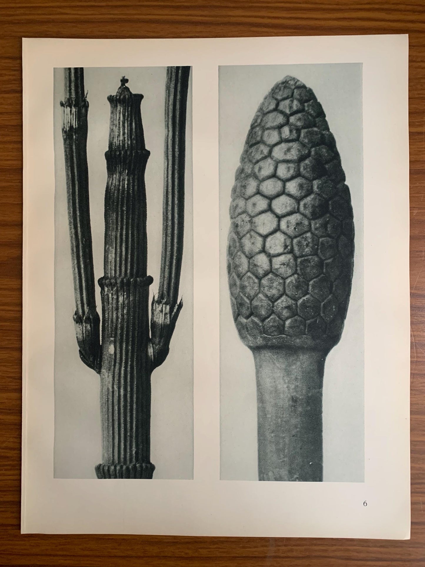 1929 Karl Blossfeldt Print - WINTER HORSETAIL & False Horsetail Fruit - Photogravure - Plant Tree - Botanical Wall Art - 9.5 x 12 Inch