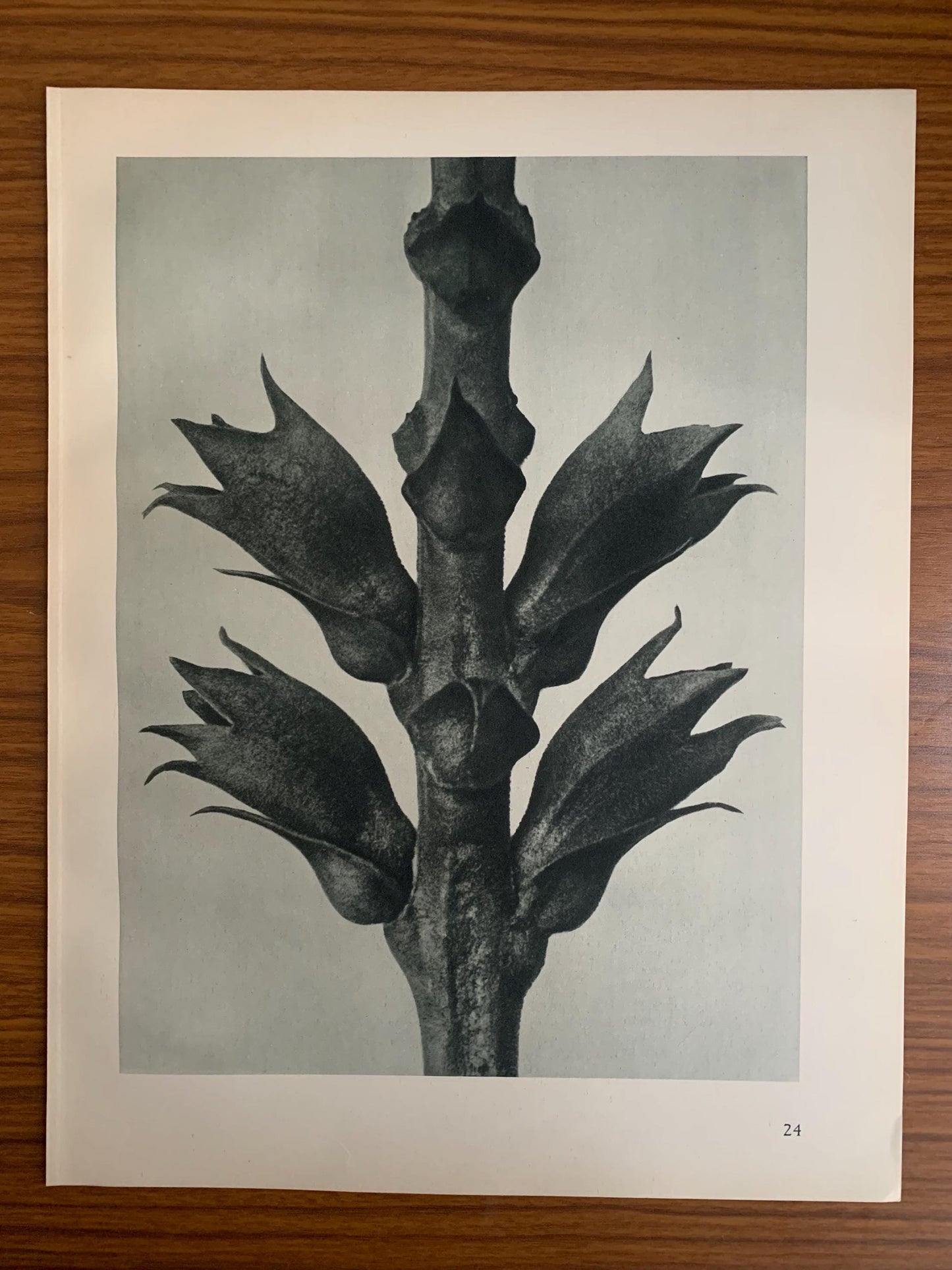 1929 Karl Blossfeldt Print - VIRGINIAN FALSE DRAGON Head - Abstract Photogravure - Plant Tree - Botanical Wall Art - 9.5 x 12 Inch