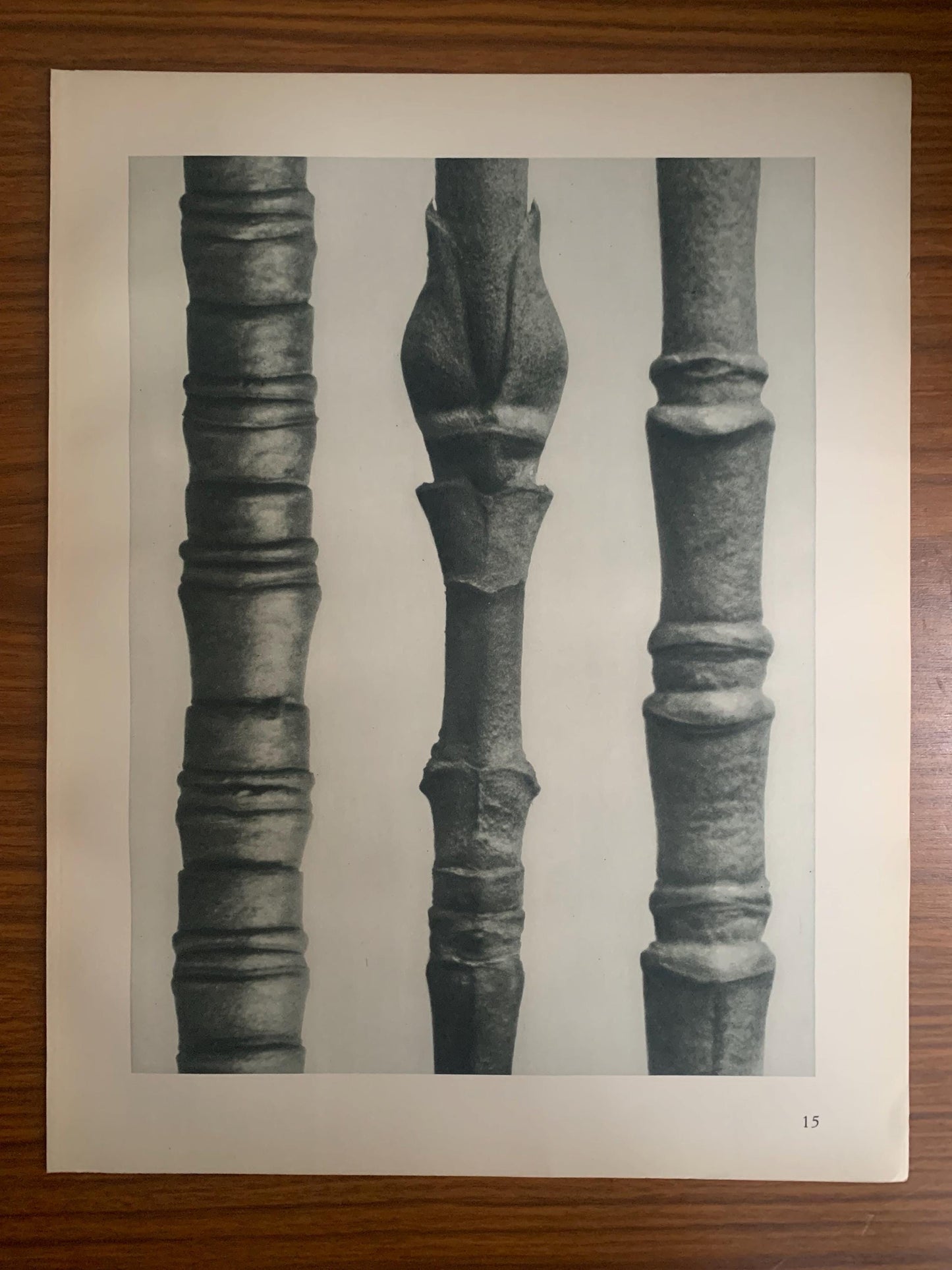 1929 Karl Blossfeldt Print - FLOWERING DOGWOOD TWIGS - Abstract Photogravure - Plant Tree - Botanical Wall Art - 9.5 x 12 Inch